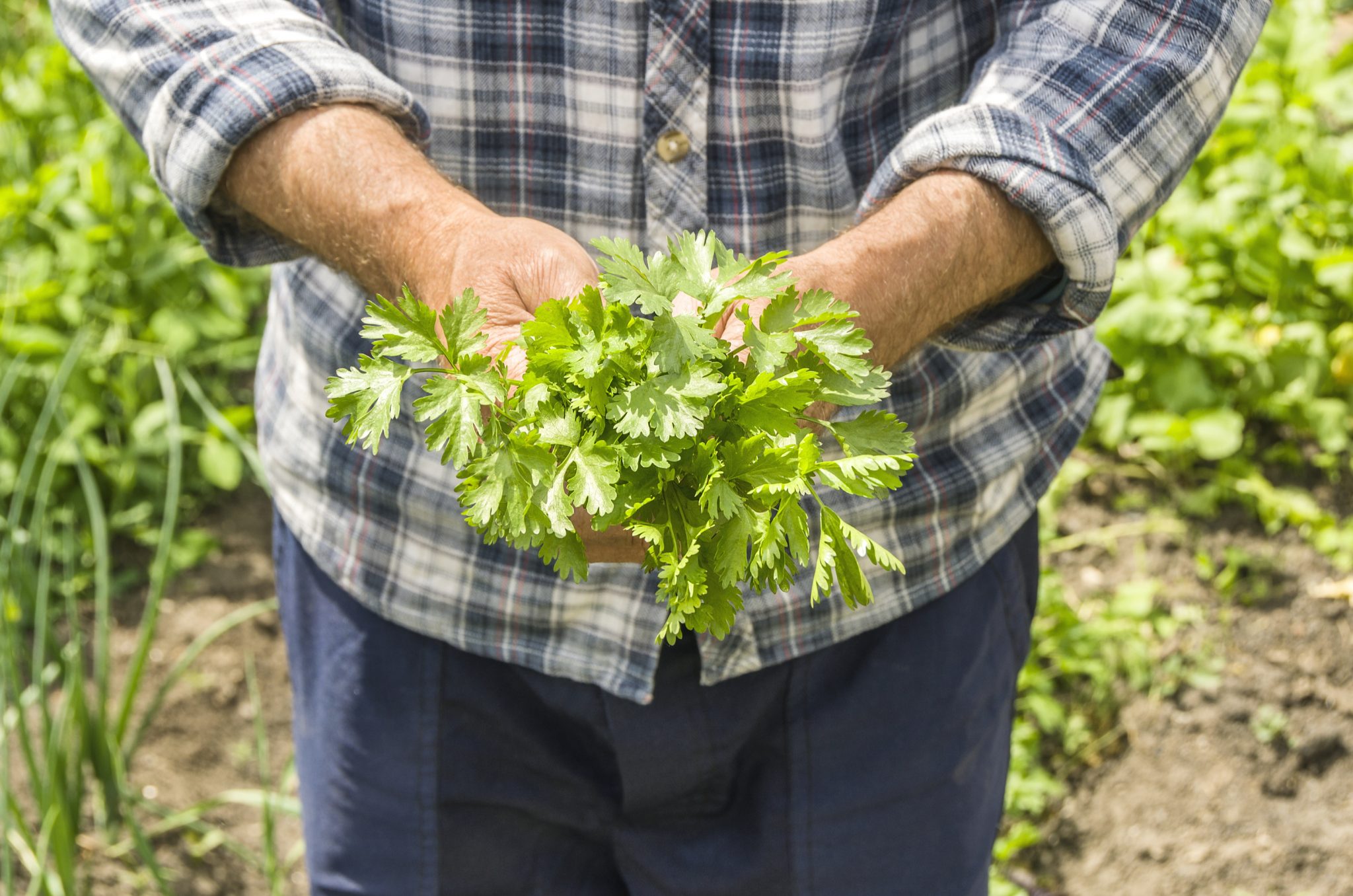 grow cilantro