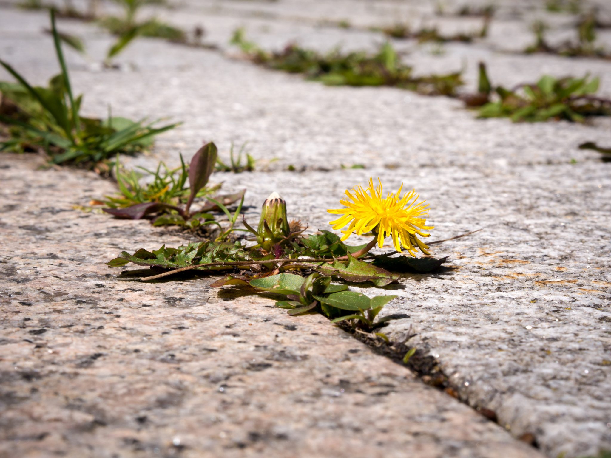 homemade weed killer