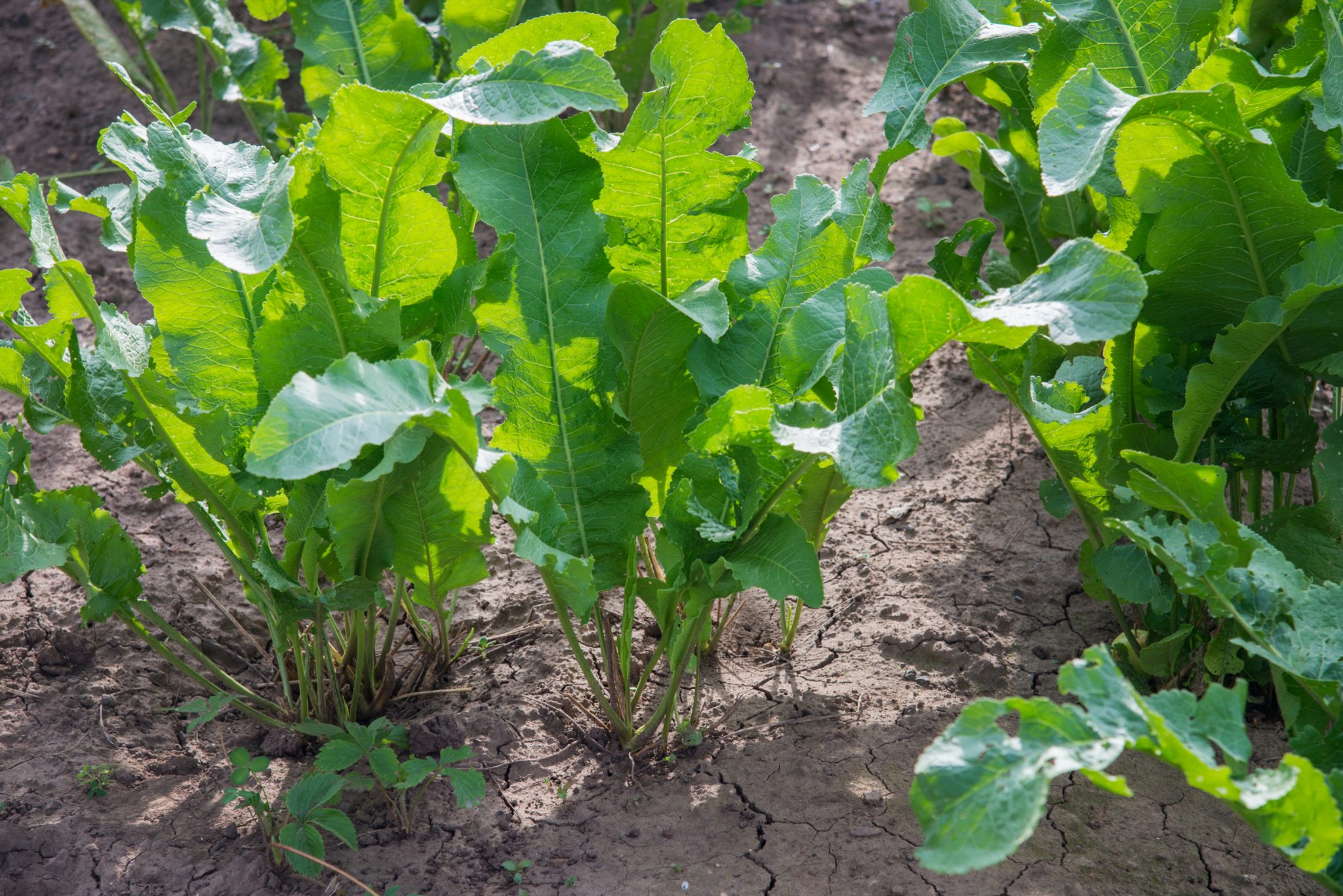 horseradish plant