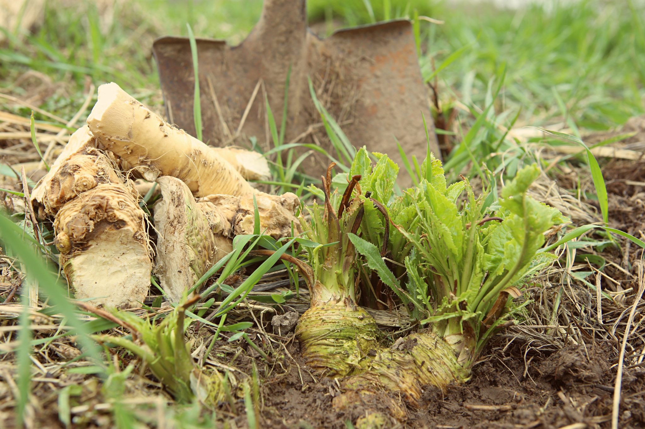 horseradish root