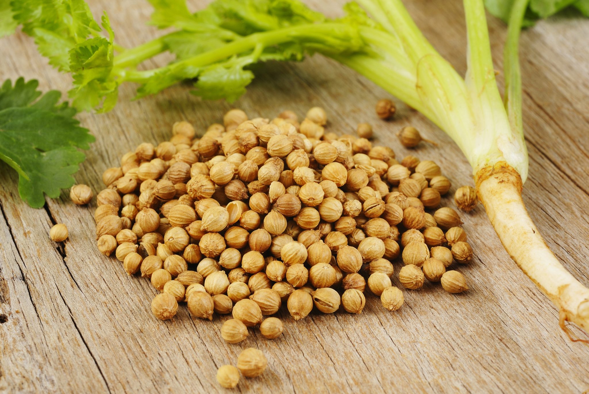 how to grow cilantro