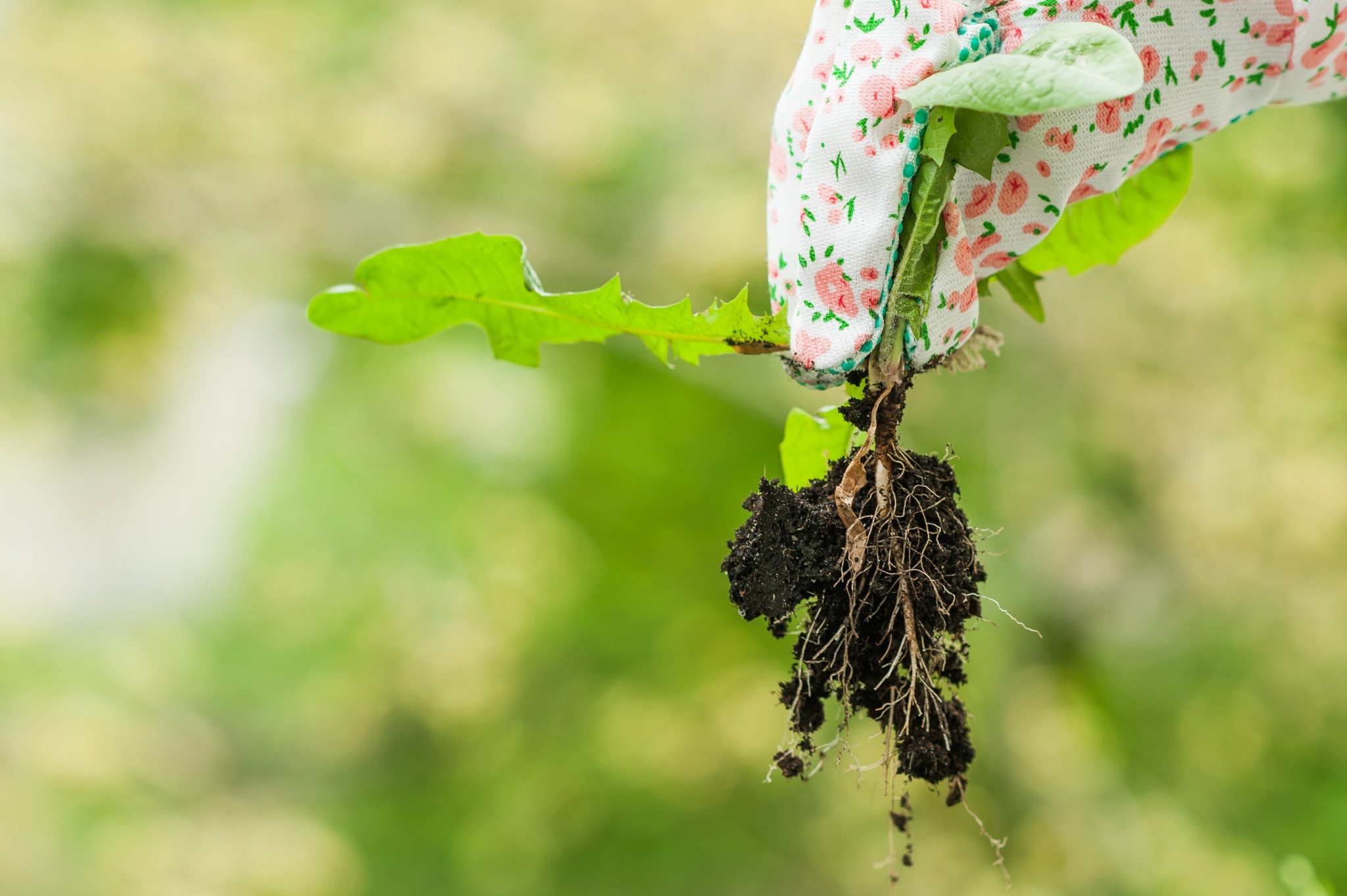 how to kill weeds naturally