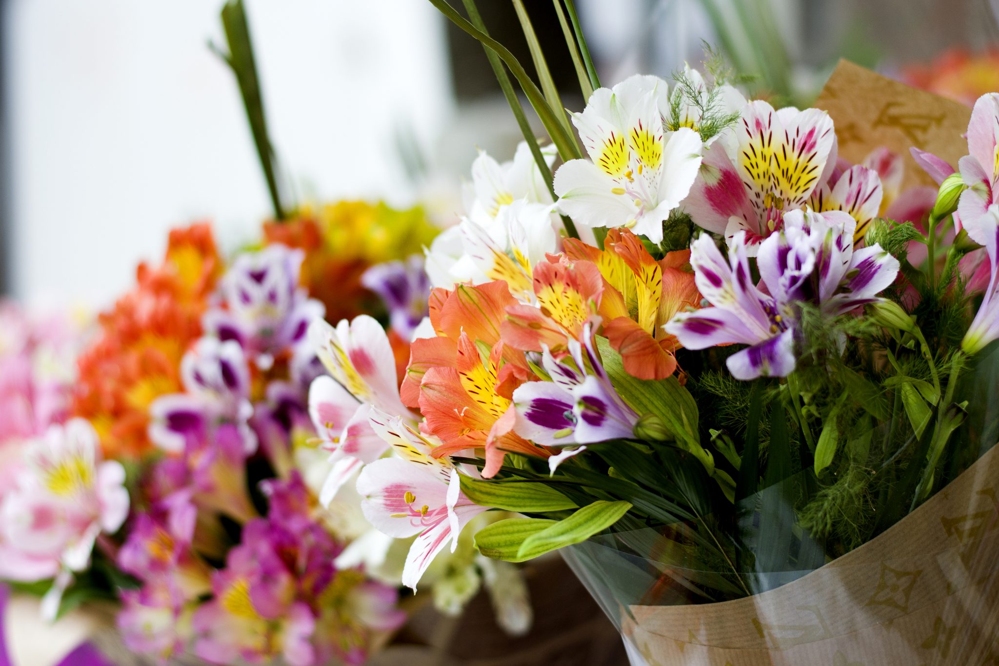 alstroemeria flower