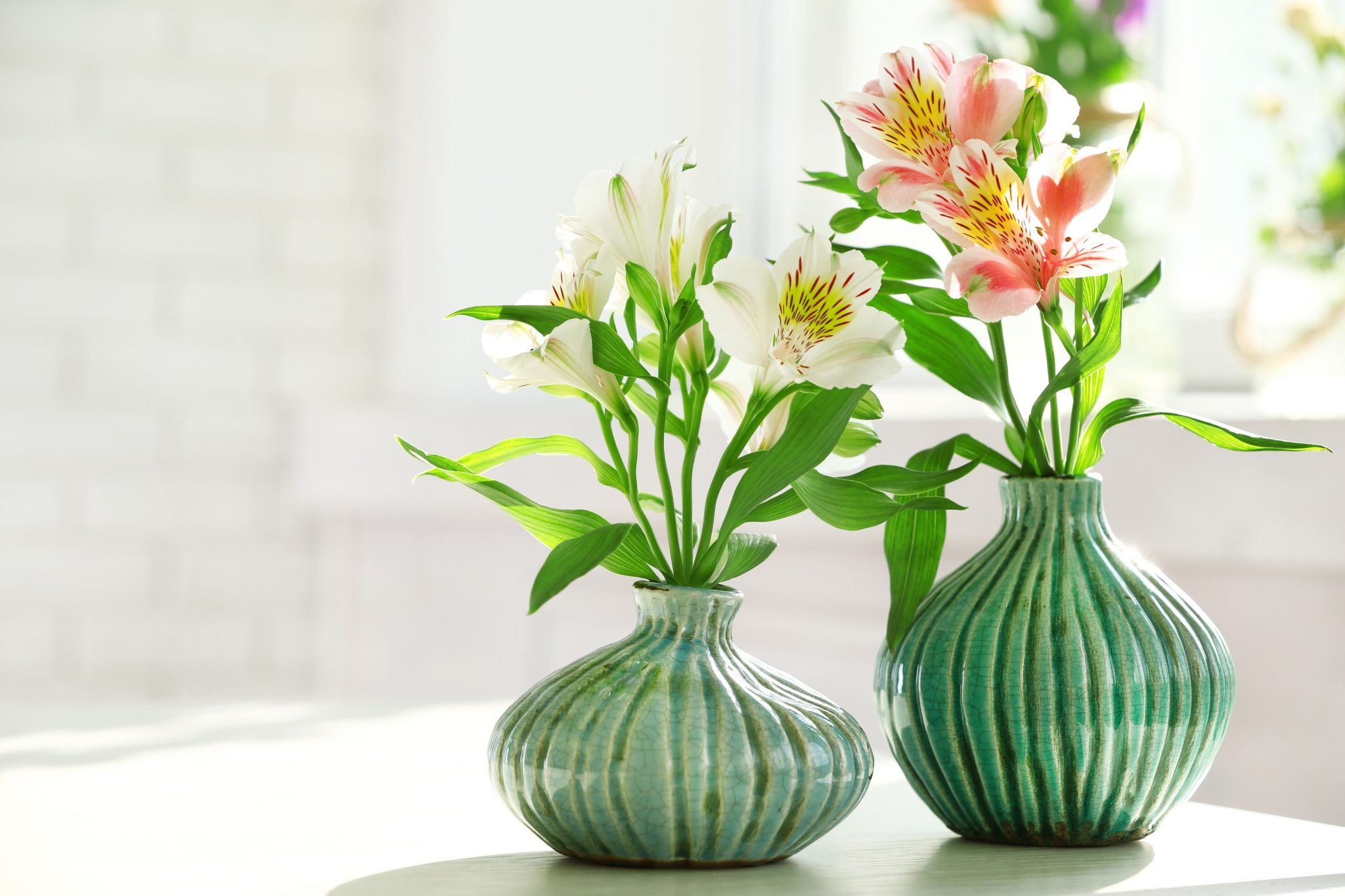 alstroemeria plants