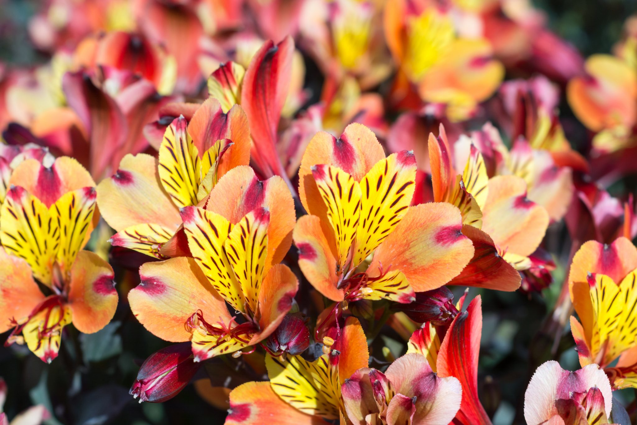 growing alstroemeria