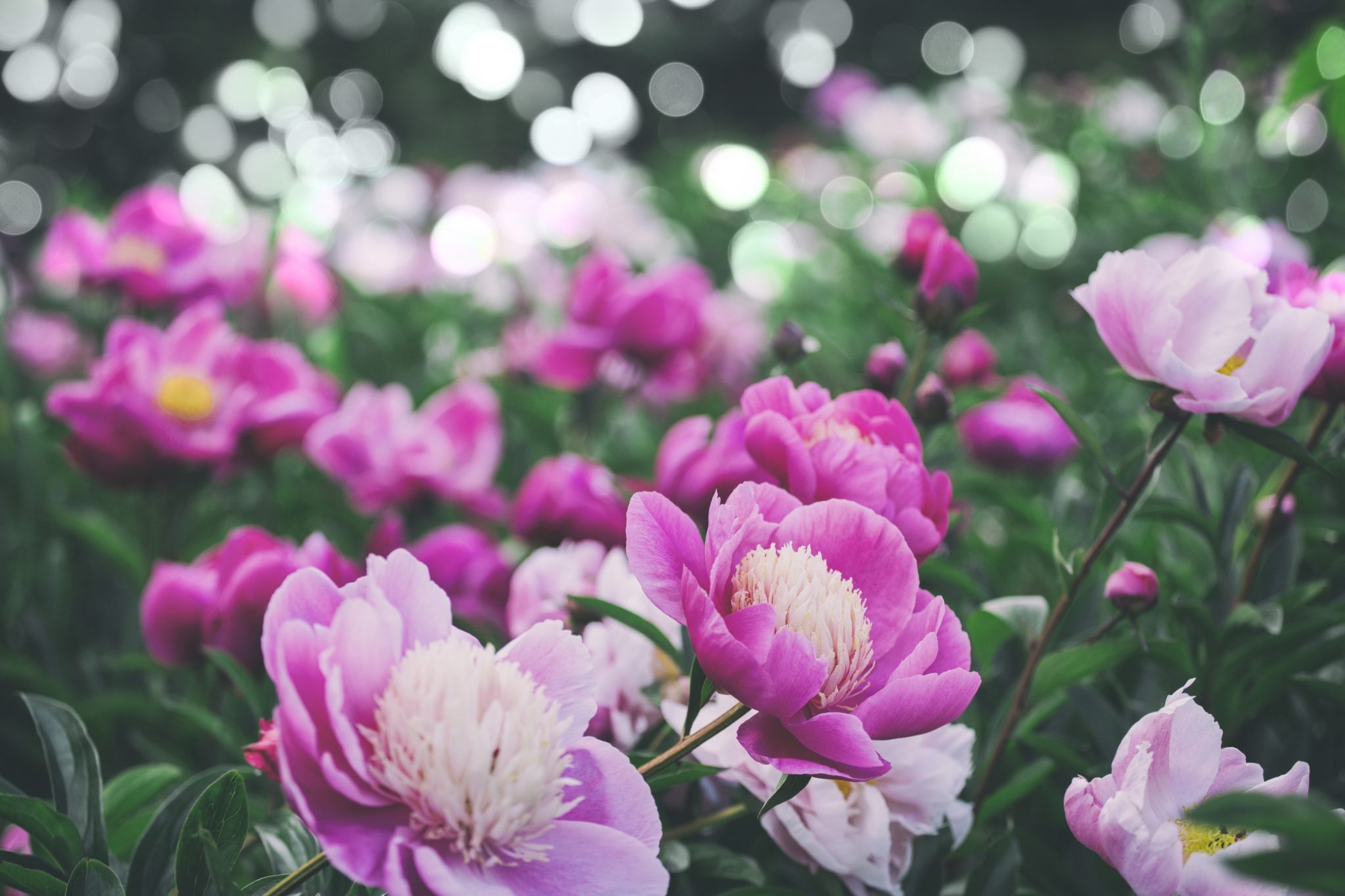 when to plant peonies