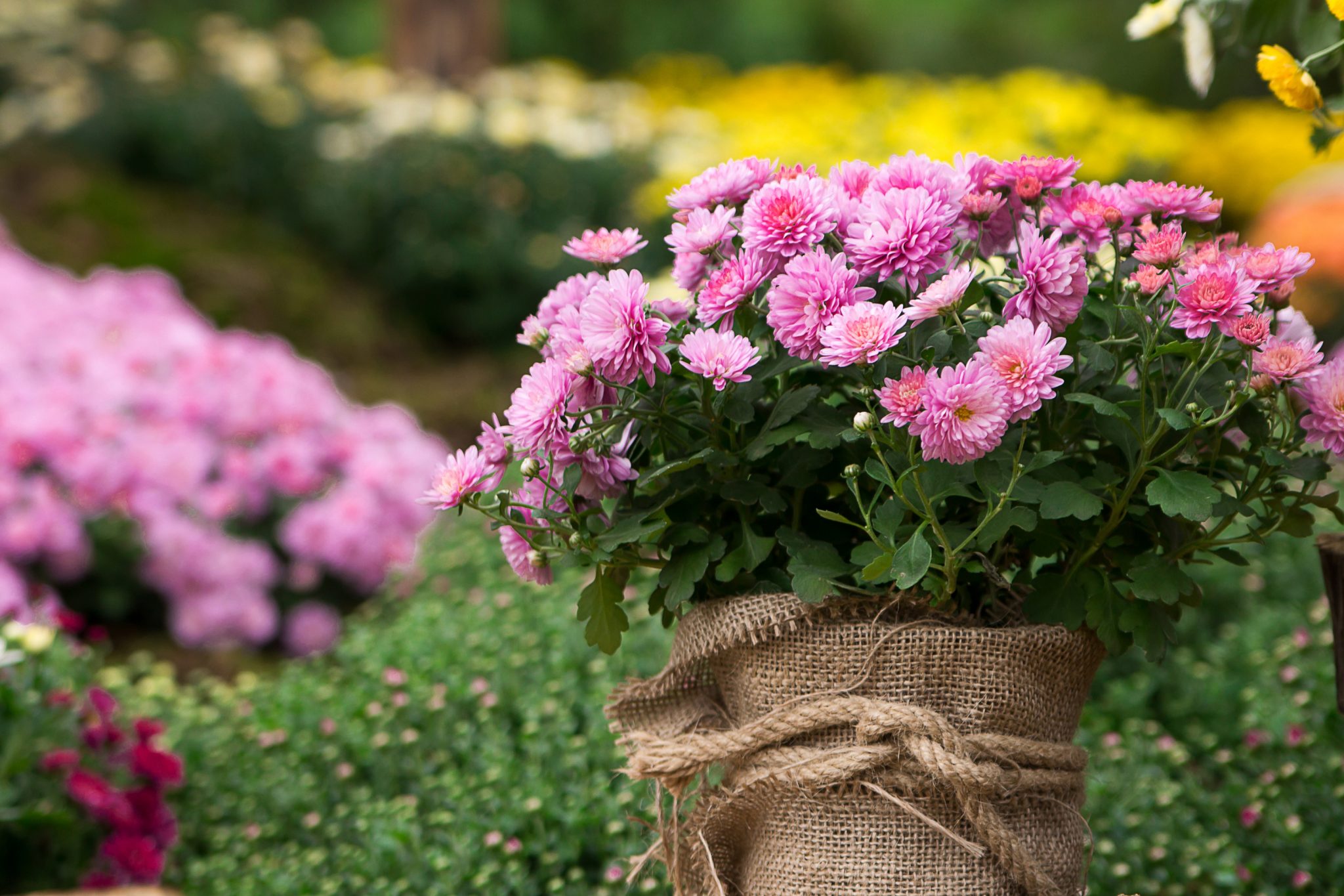 Chrysanthemum Flower