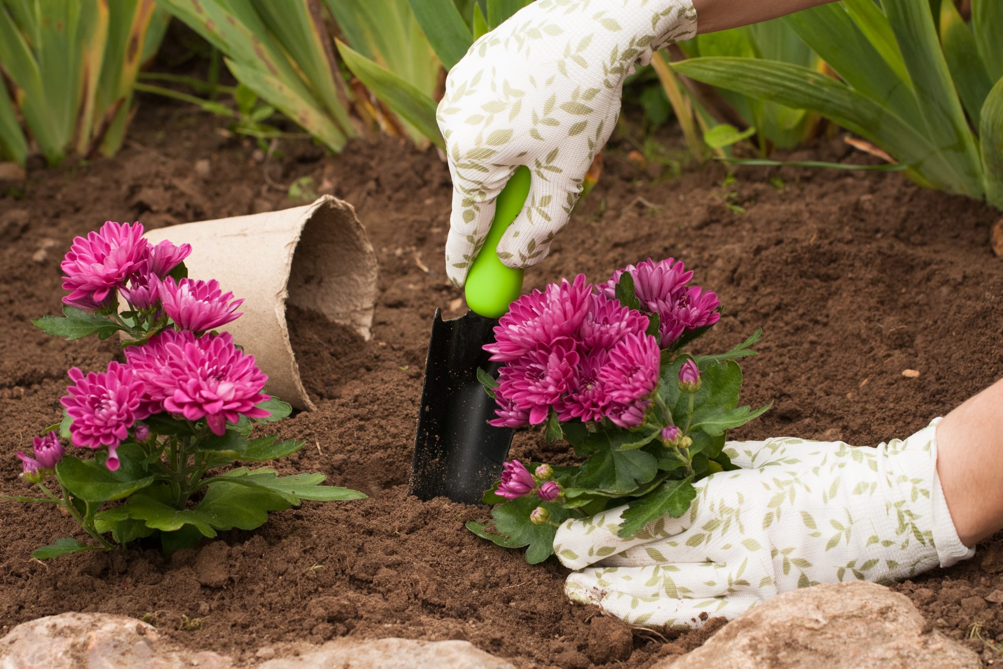 How to Plant and Grow Chrysanthemums (Guide) | Install-It-Direct
