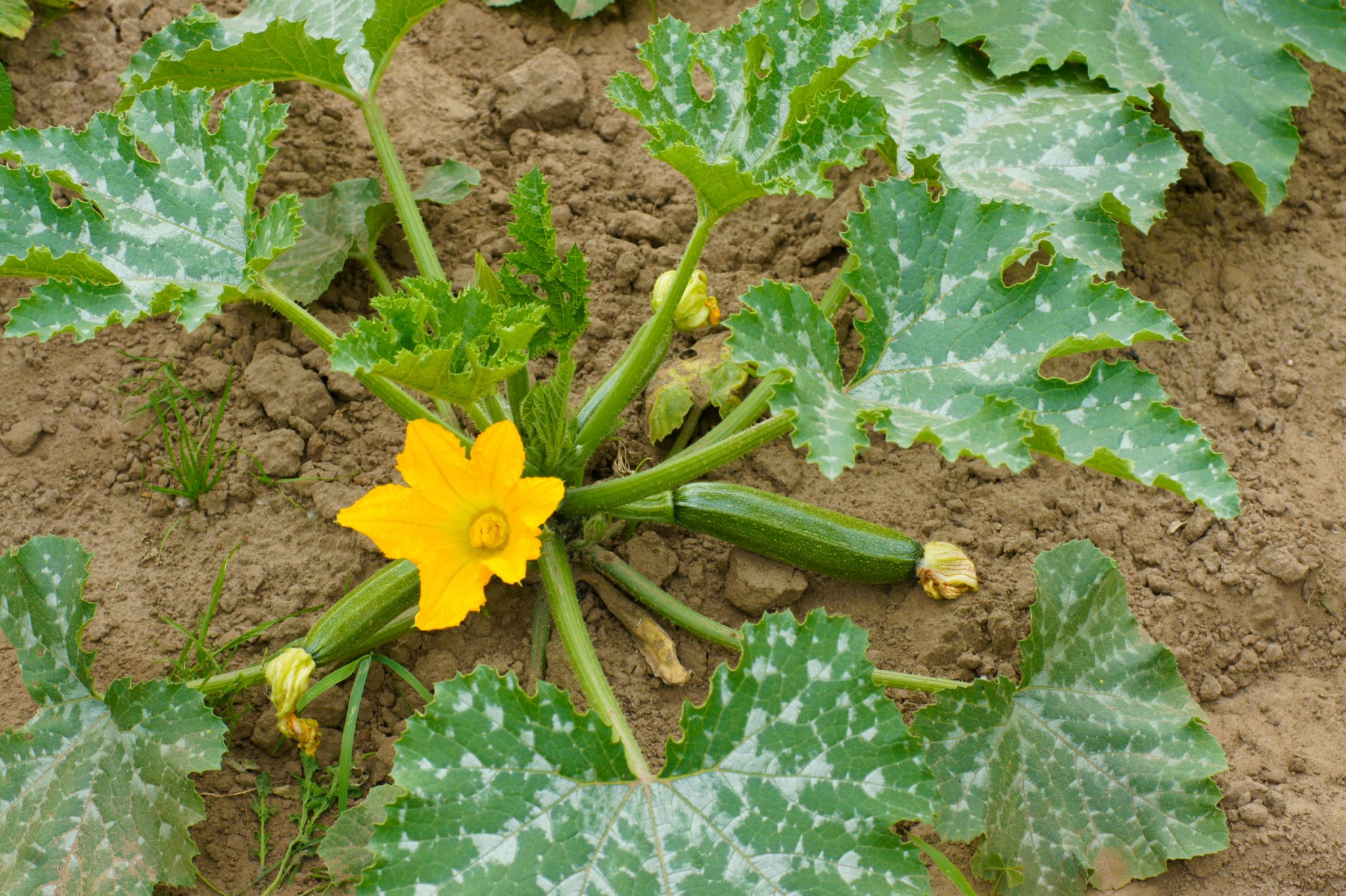 Zucchini growing tips