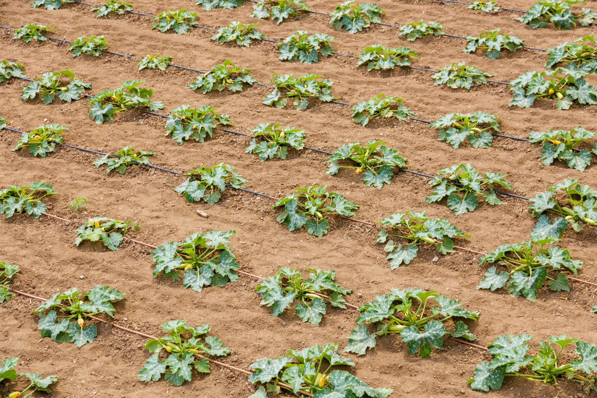 Zucchini plant