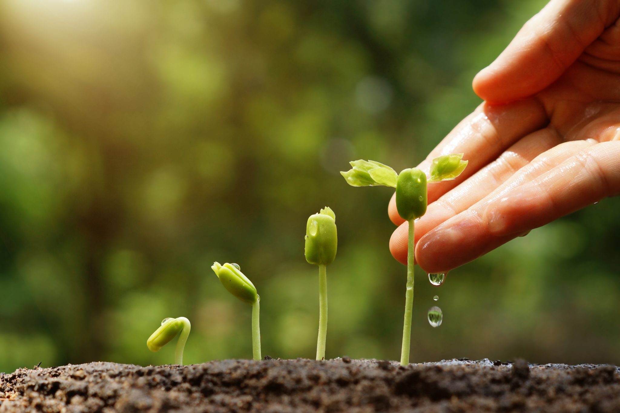 grow perennial
