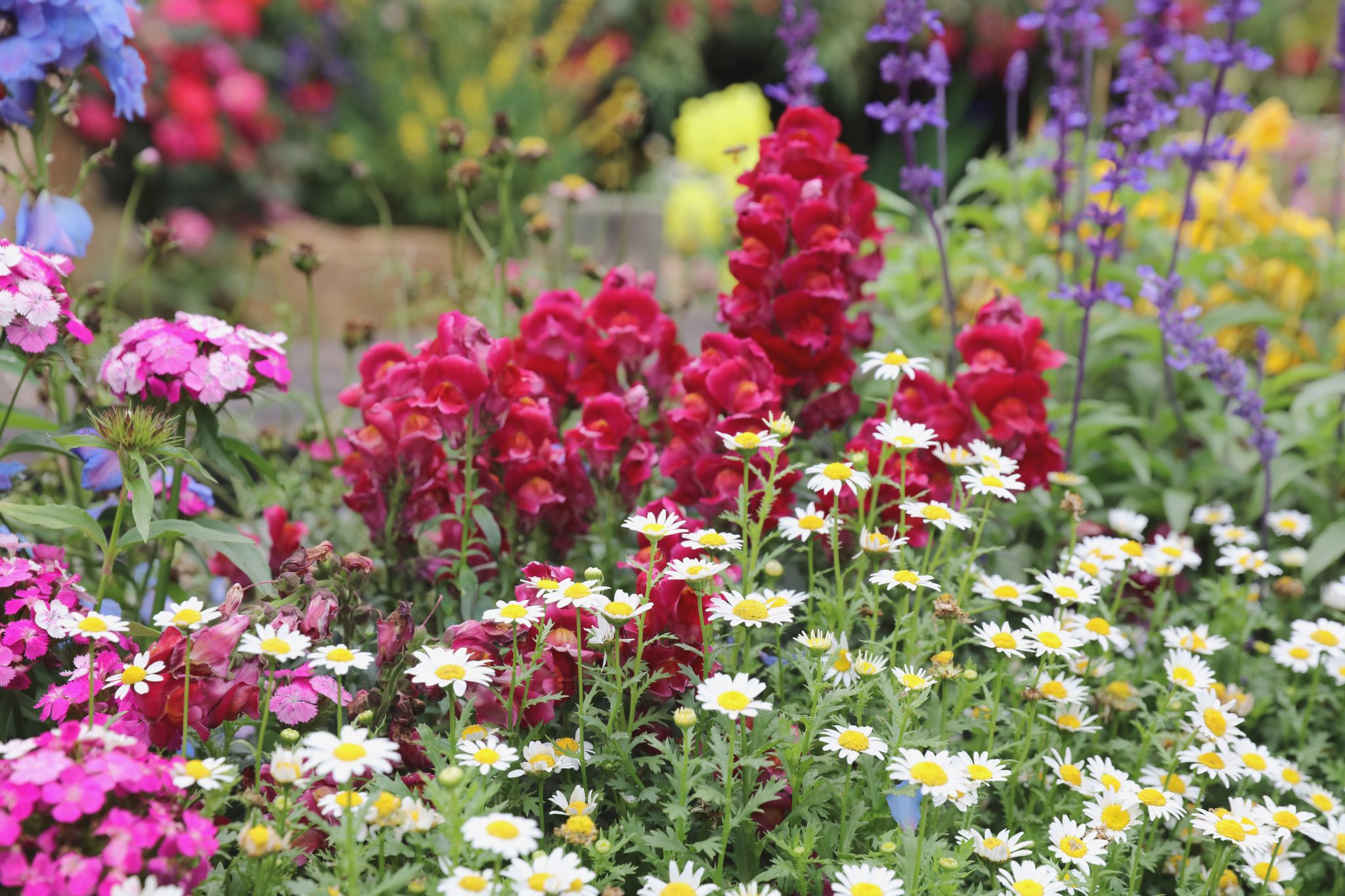 perennial flowers