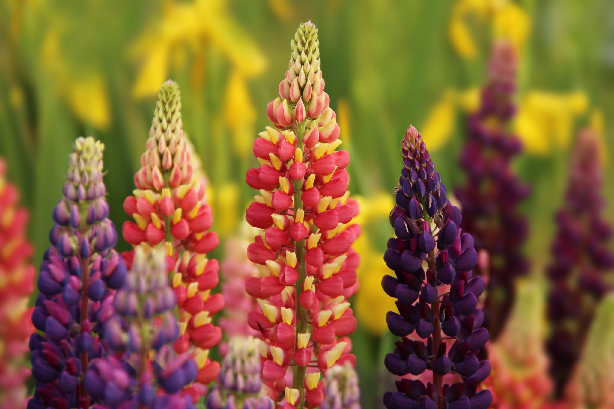 what is a perennial plant