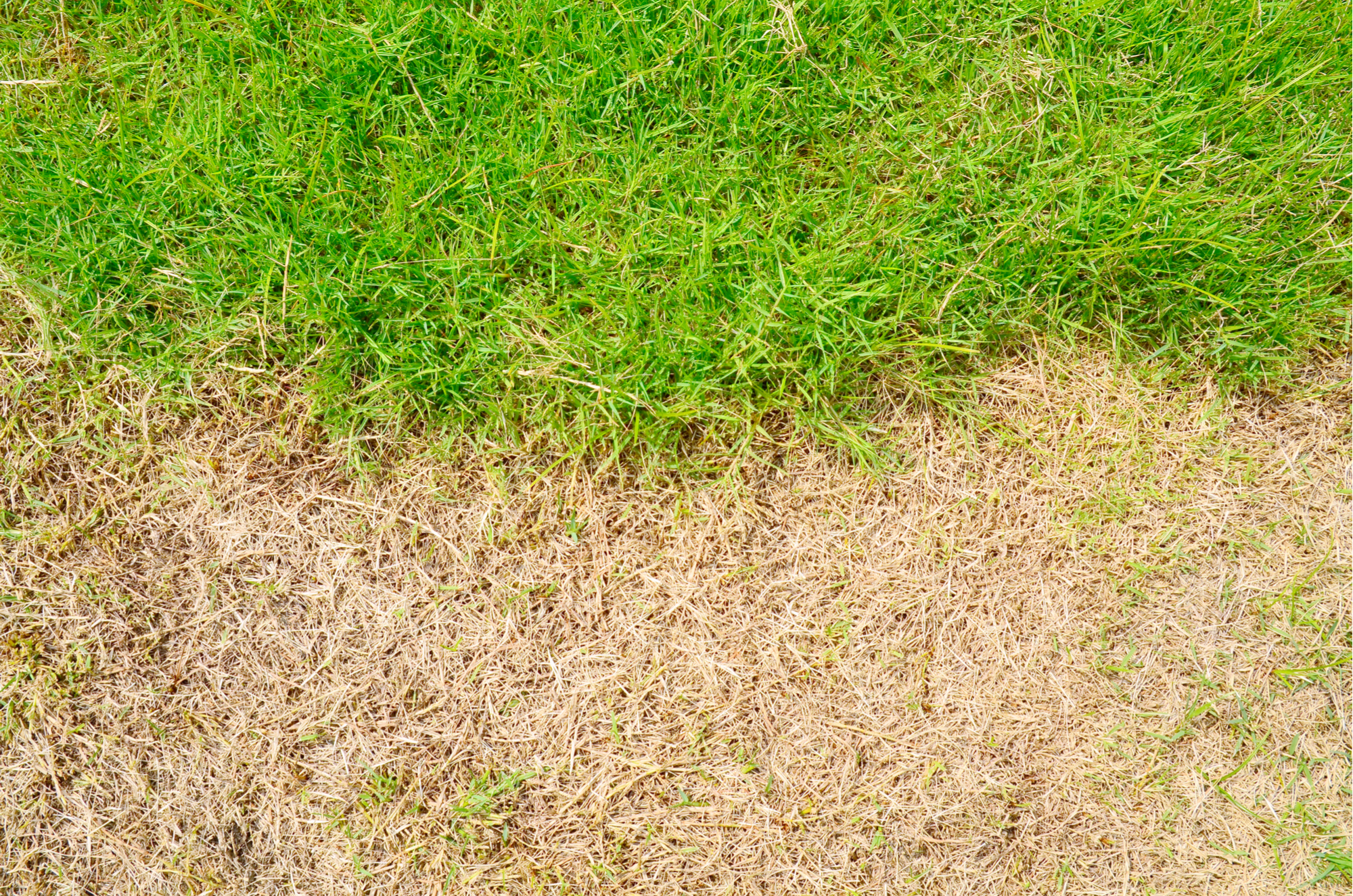 Image of Field of dead grass in summer