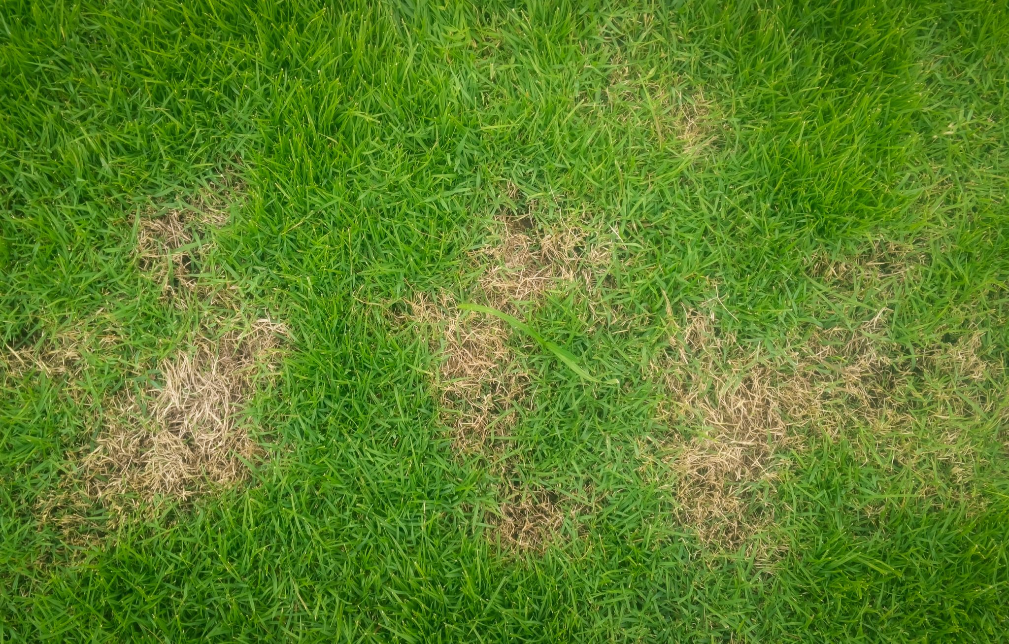 how to use lawn paint