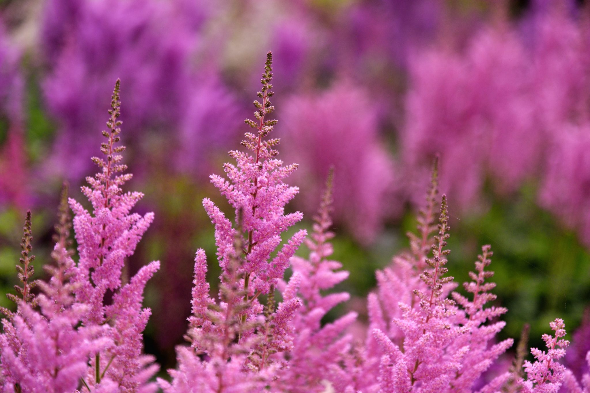 Astilbe