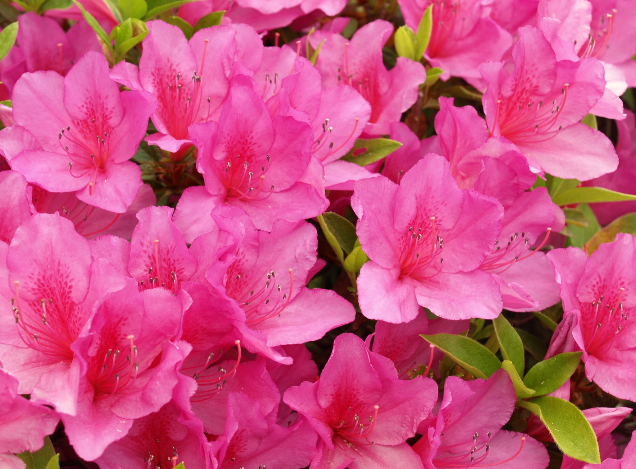 Azaleas