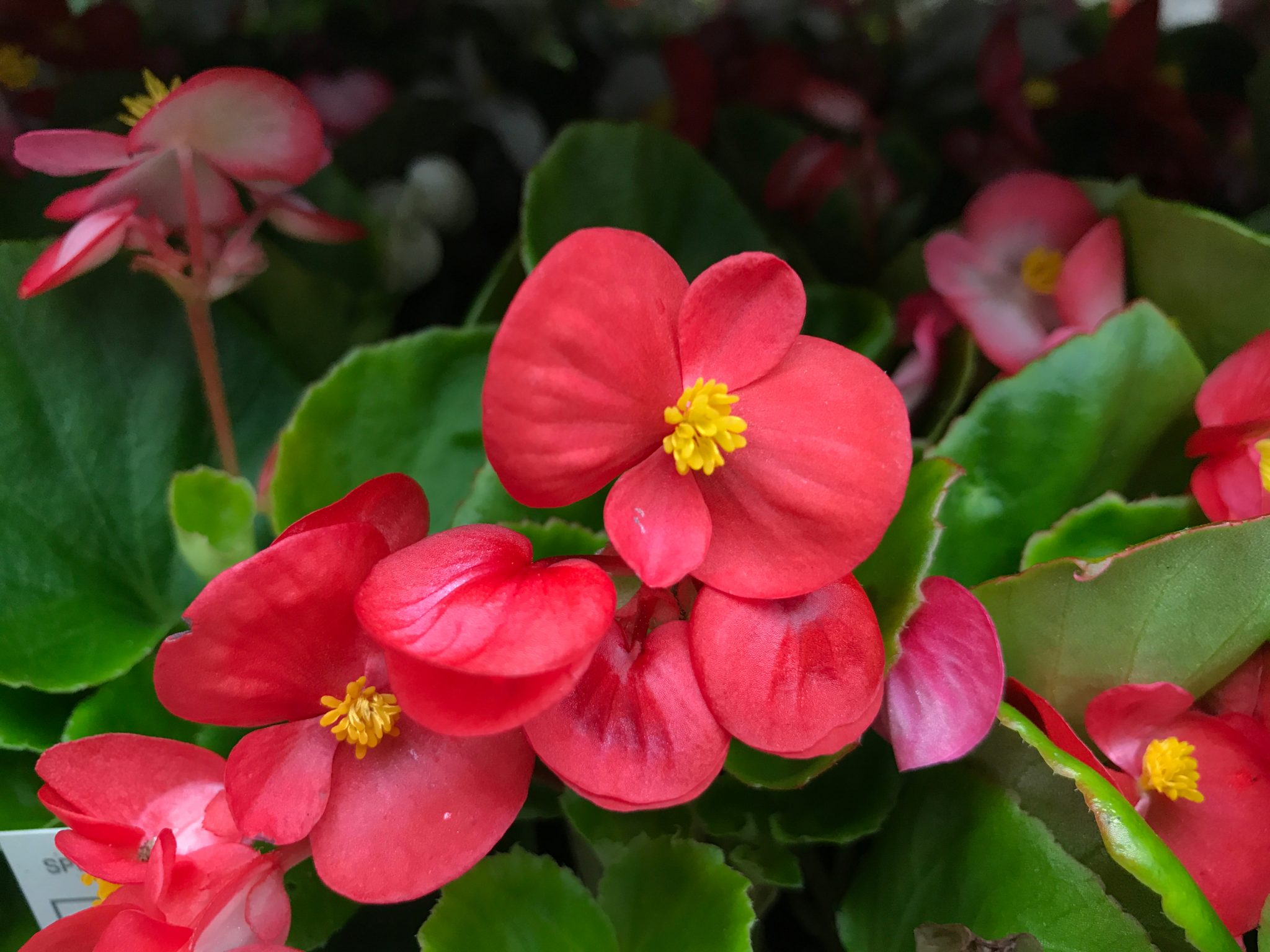 Winter Interest Shade Plants