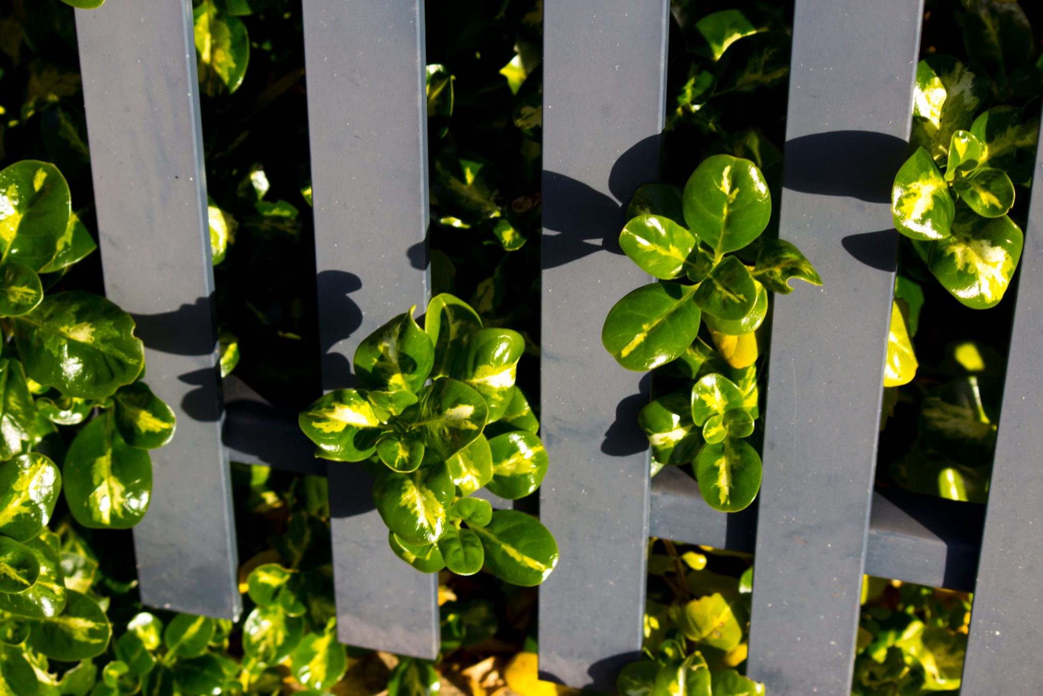 Coprosma (Mirror Plant)