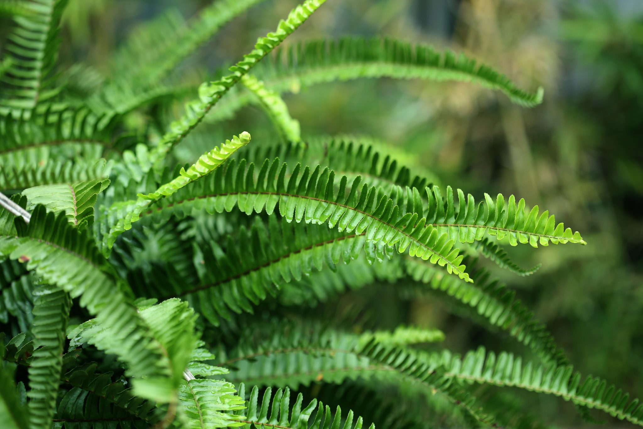 Ferns