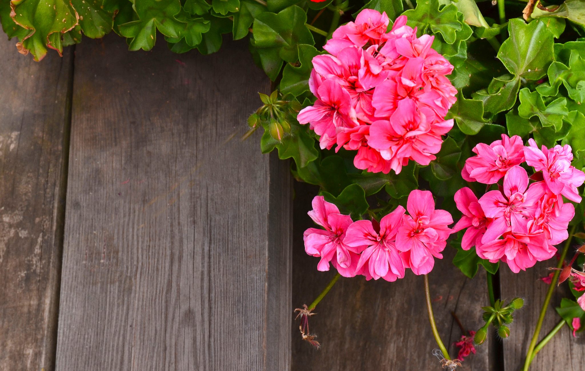 Geraniums