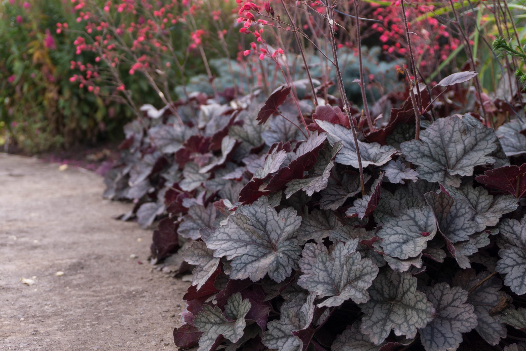 Heuchera