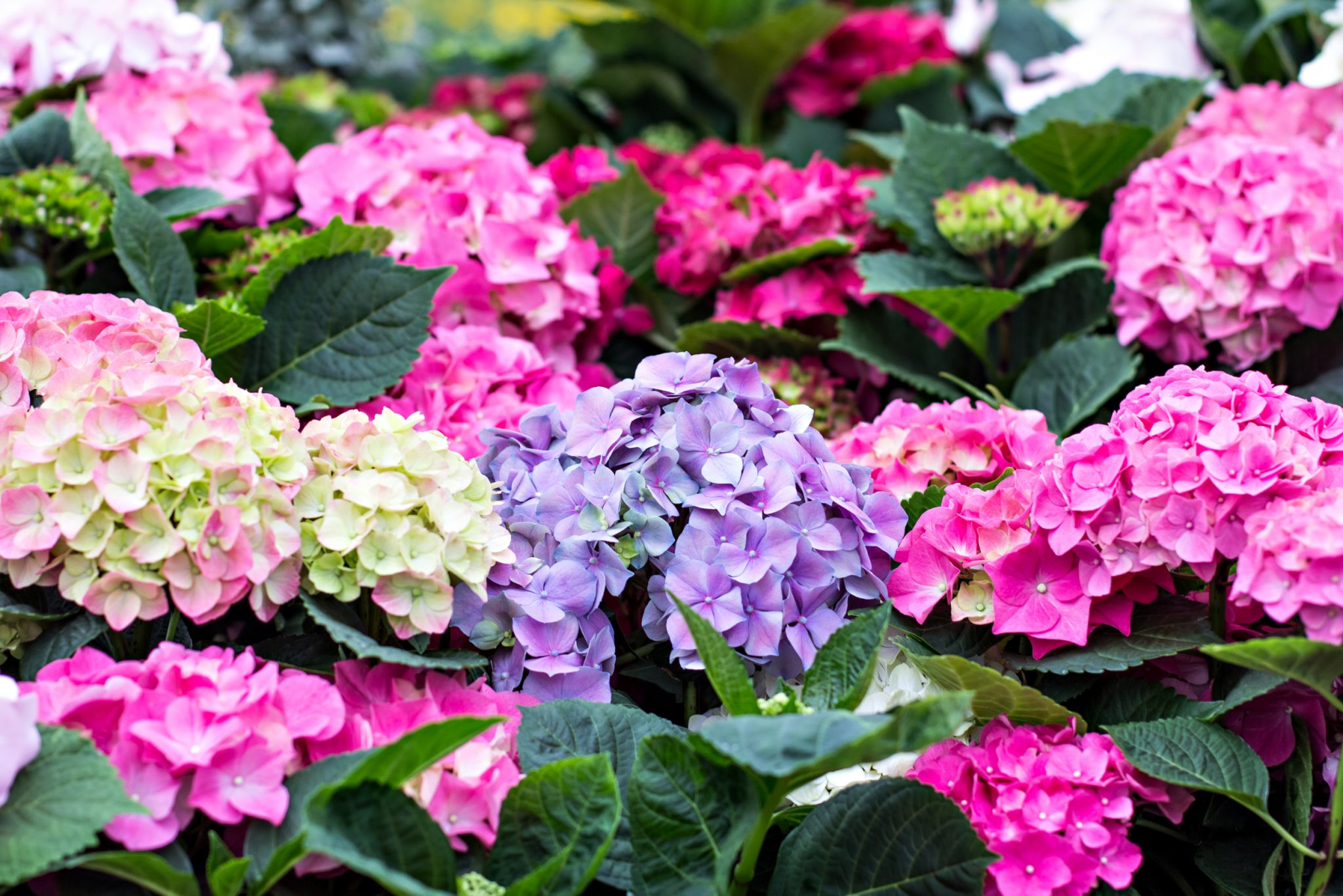 20 of the Best Plants for Shade 