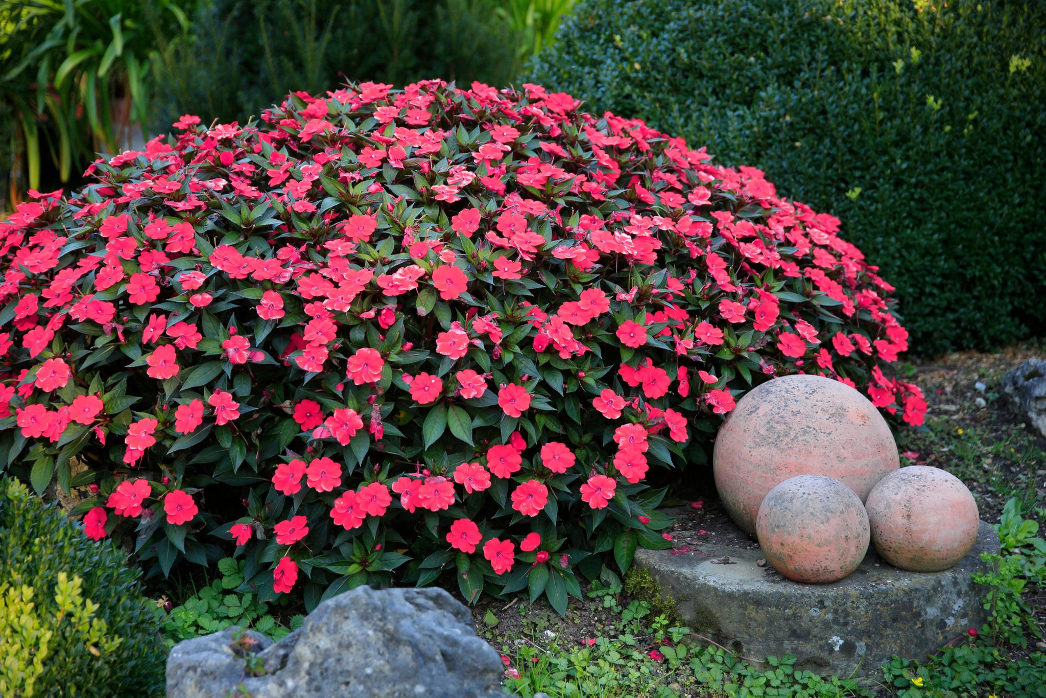 Home Gardening In Singapore Flowering Shrubs And Annuals