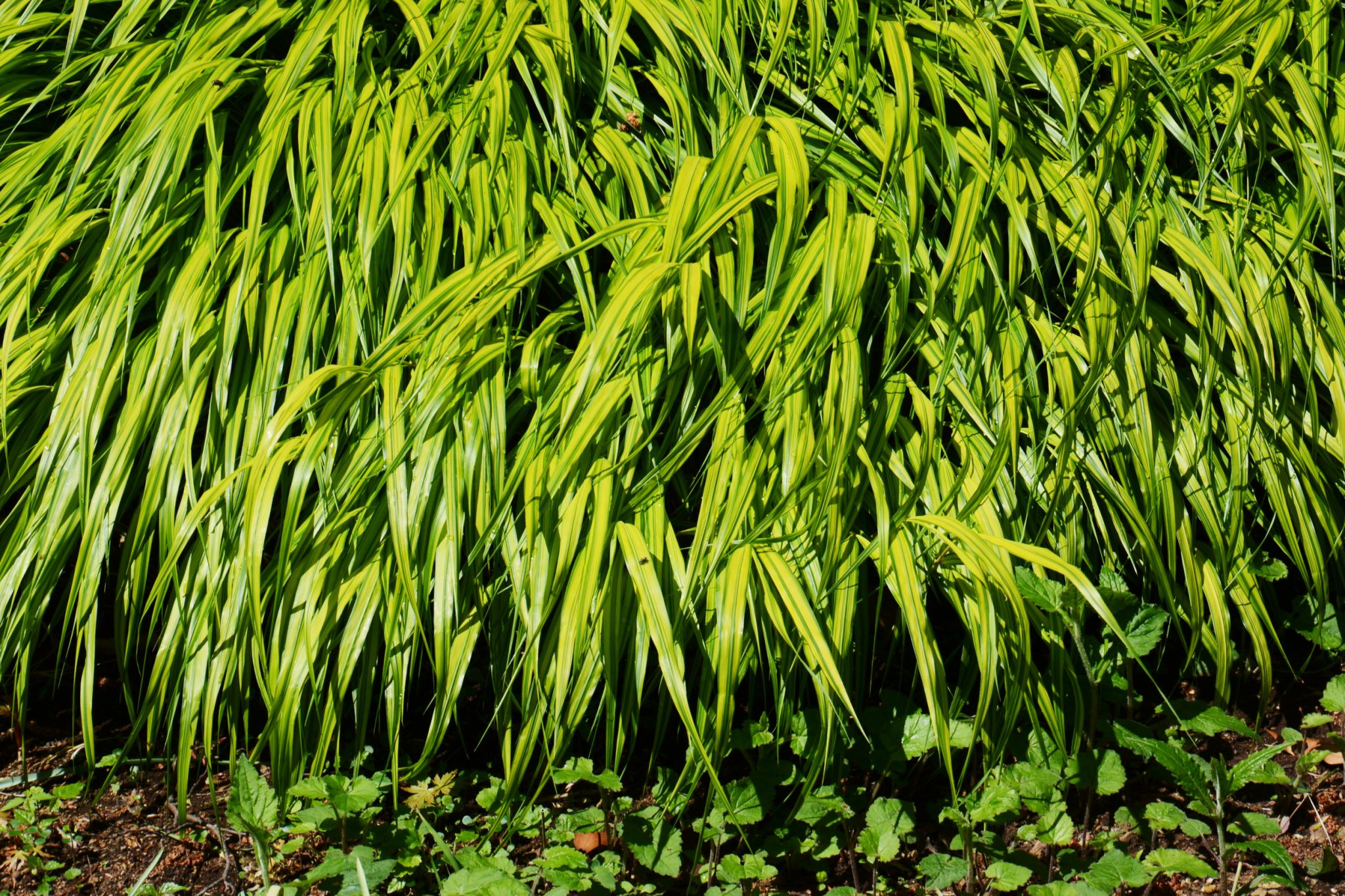 Japanese Forest Grass