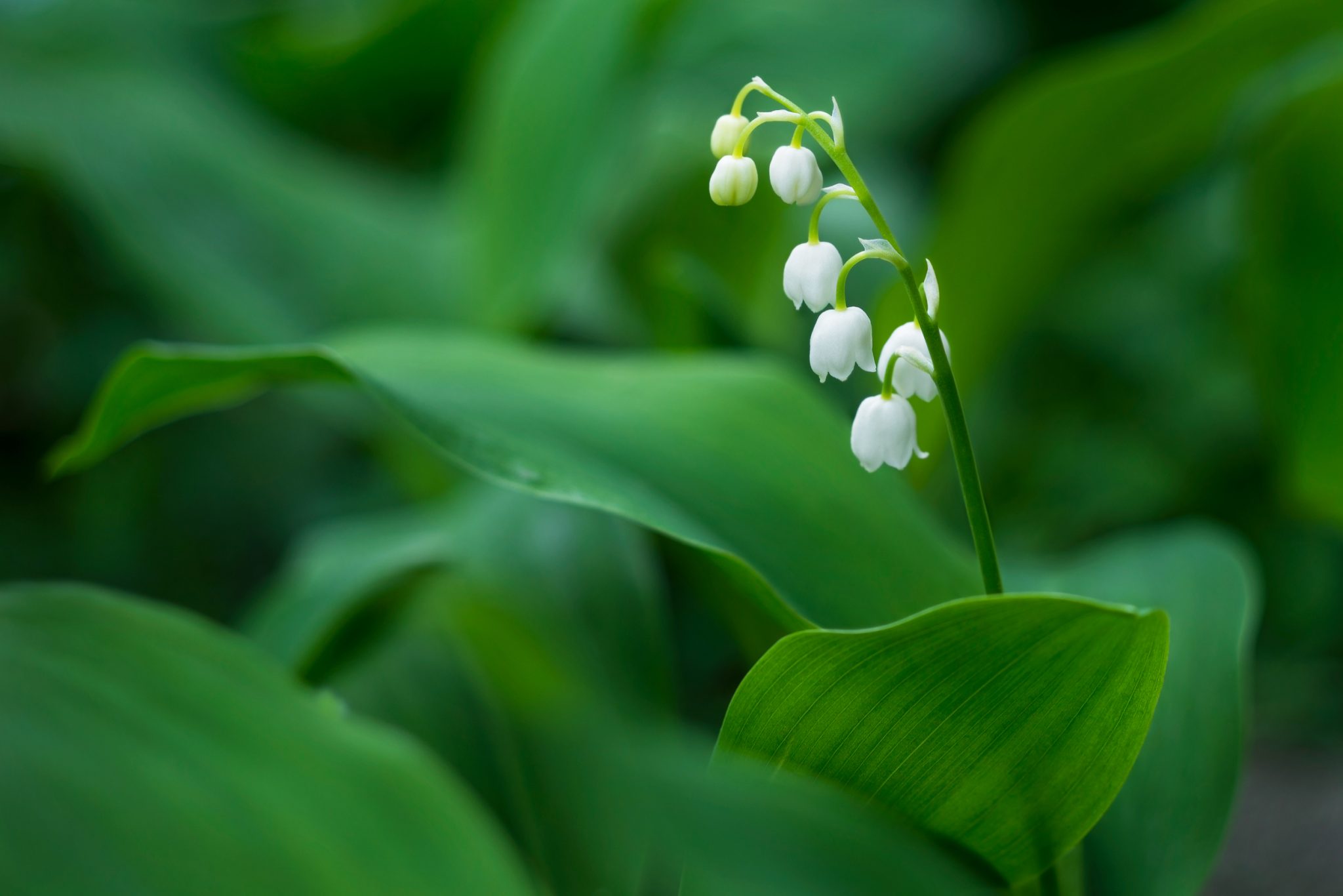 Lily of the Valley