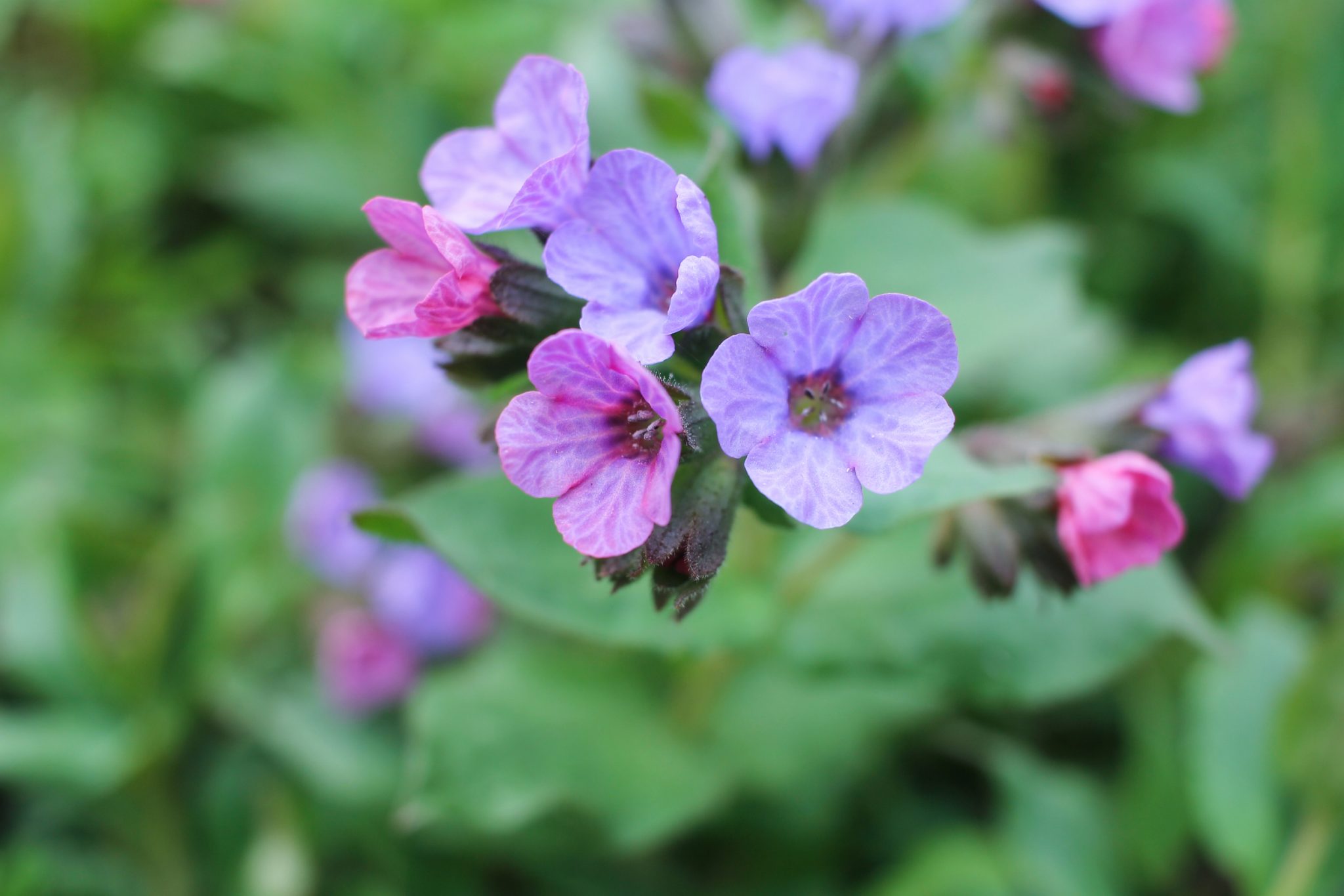 Lungwort (Pulmonaria)