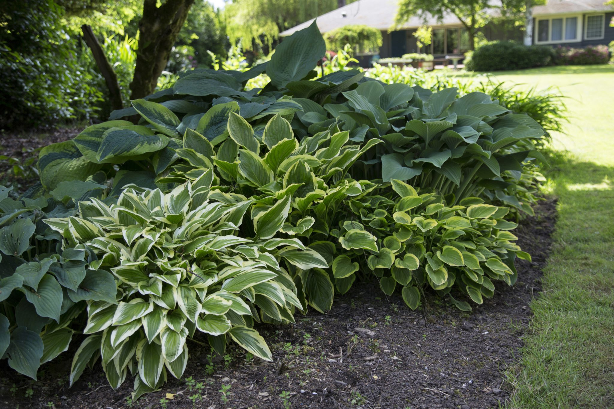 Three Dogs In A Garden Brunnera Macrophylla For Part Shade To