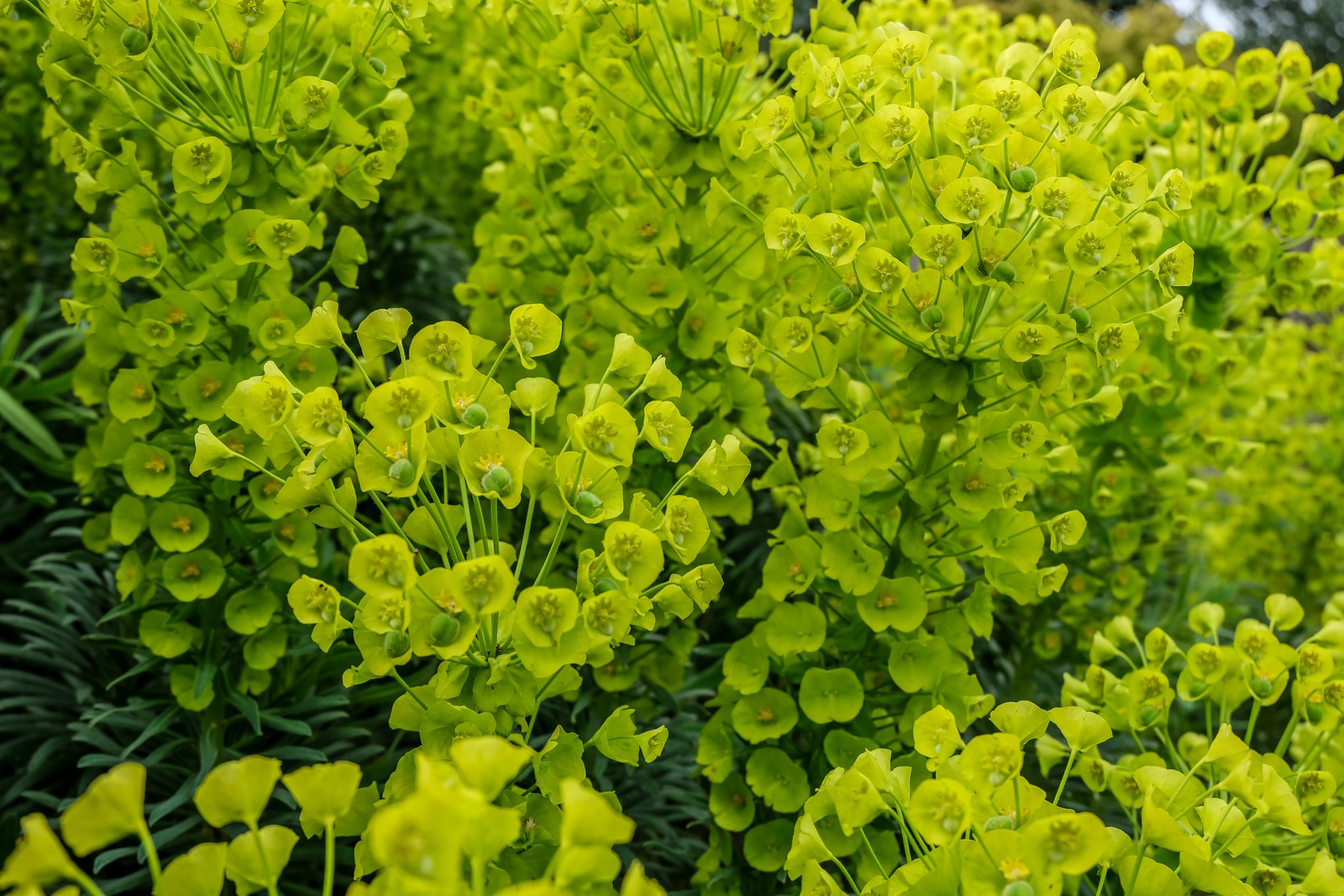 Spurge