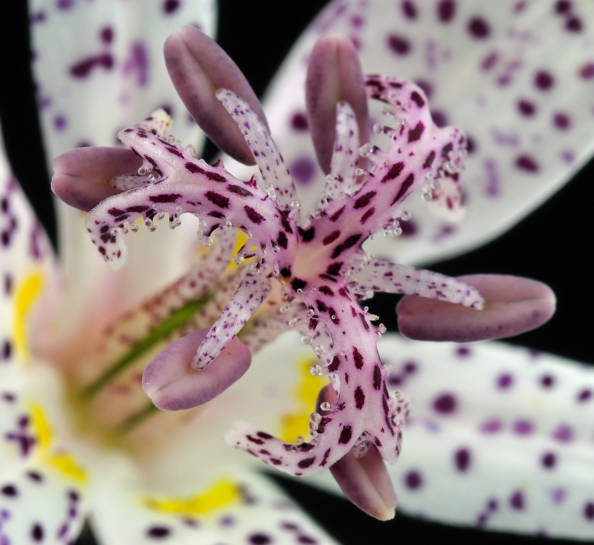 Toad Lilies