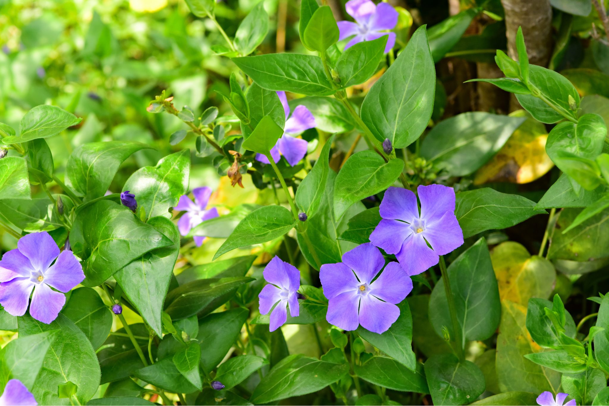 Vinca Major and Vinca Minor (Periwinkle, Creeping Myrtle)