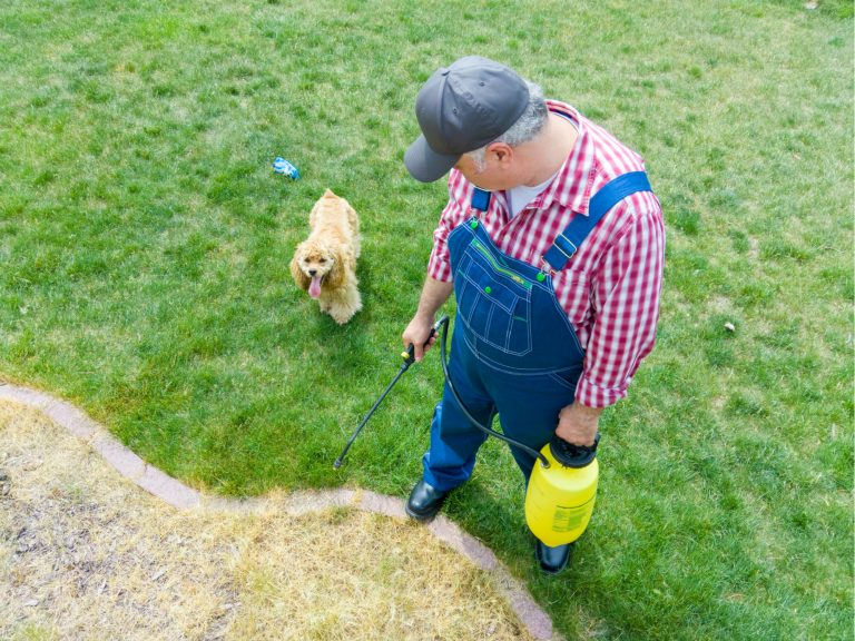 How to Kill Grass (Guide) InstallItDirect