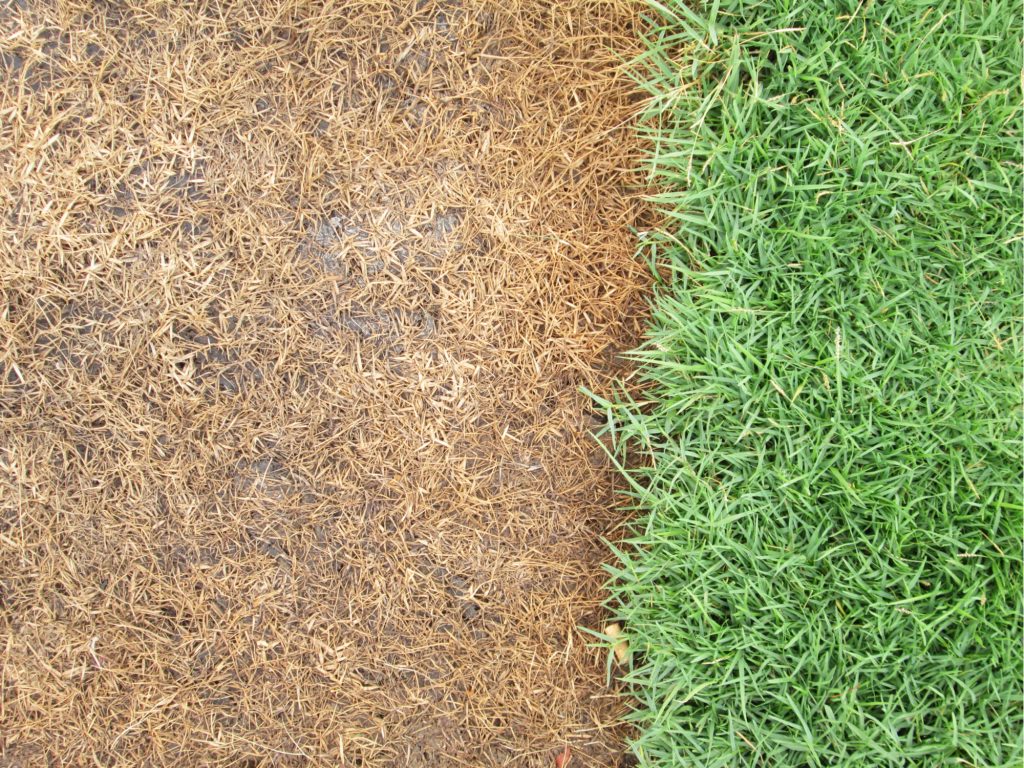 How to Kill Grass Buy, Install and Maintain Artificial Grass