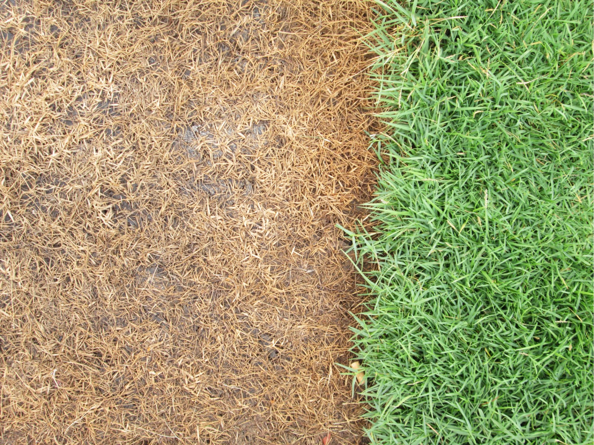 How to Kill Grass (Guide) InstallItDirect