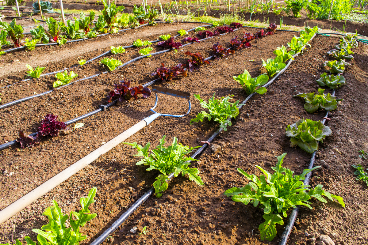 How to Save Water in Your Southern California Yard