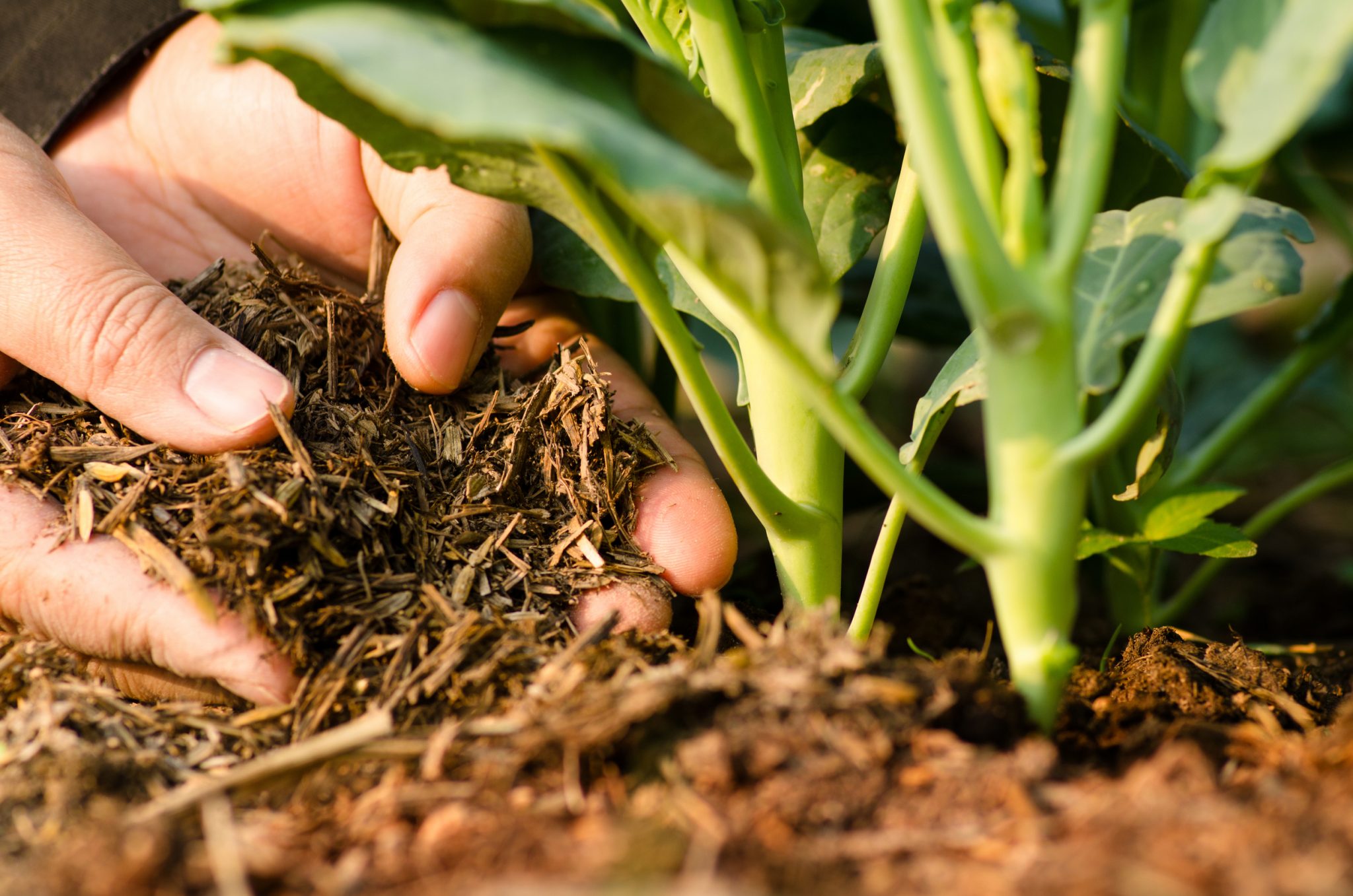Starting a Compost Pile