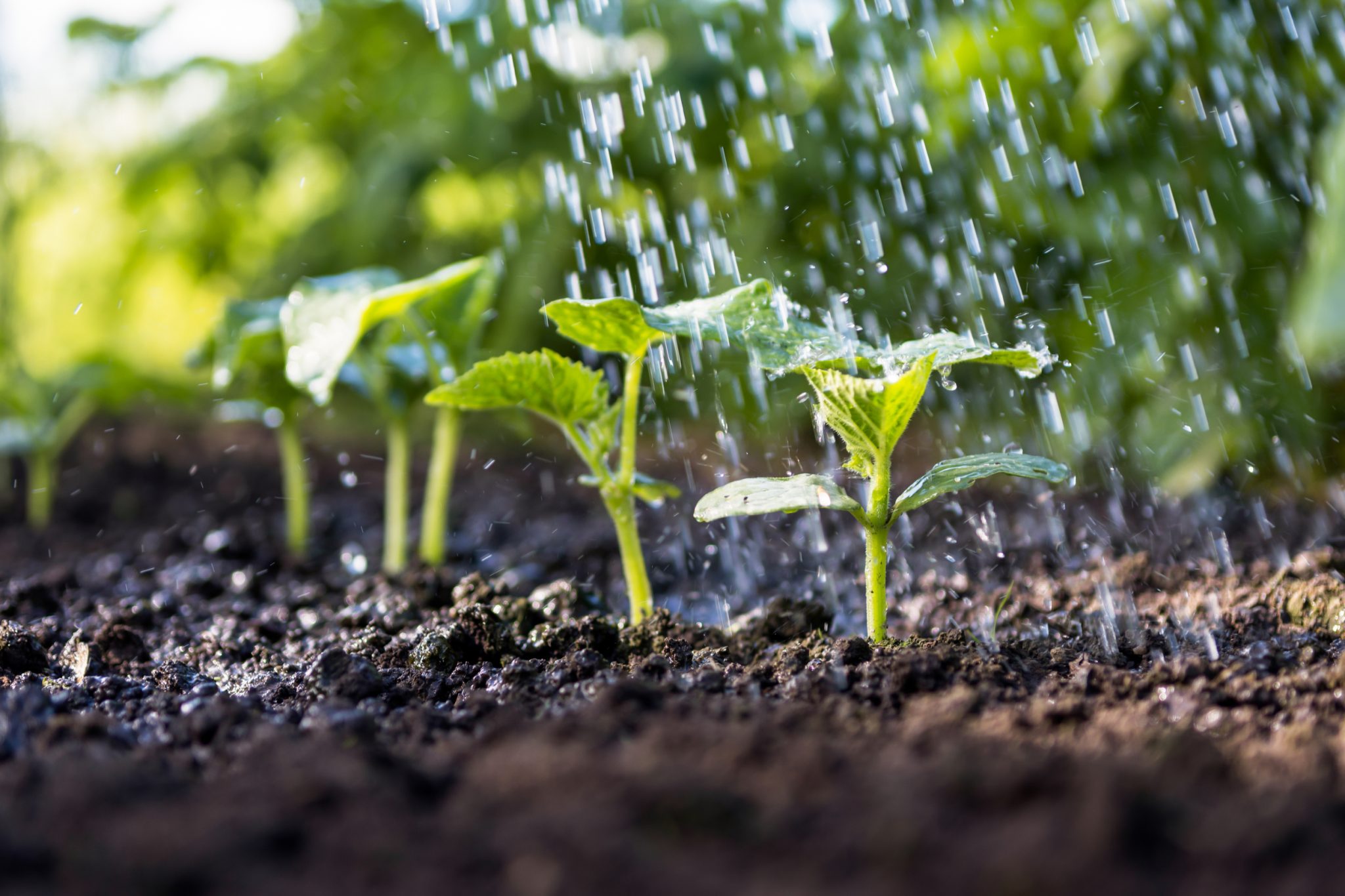 cucumber growing