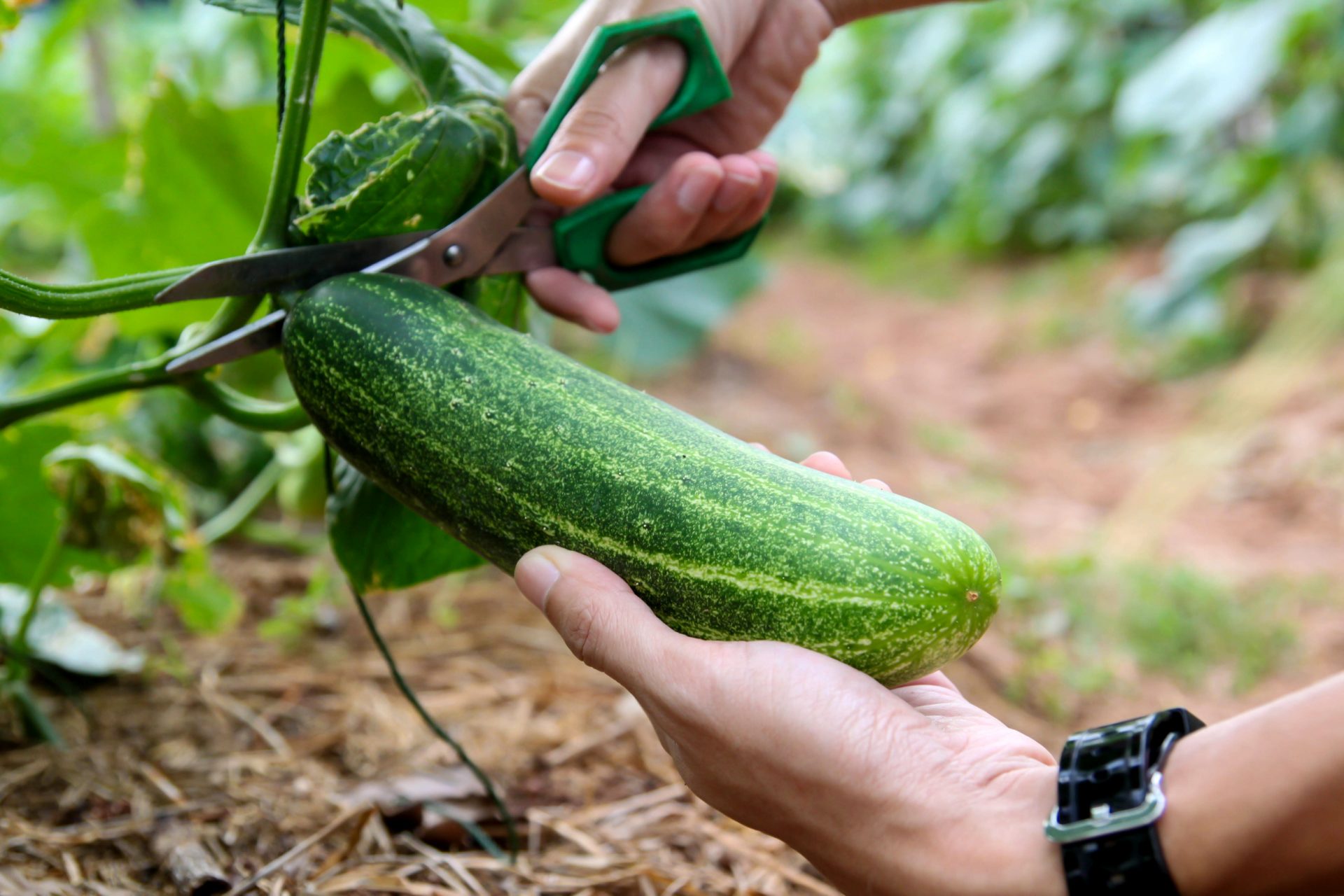 How to Grow Cucumbers (Guide) INSTALLITDIRECT