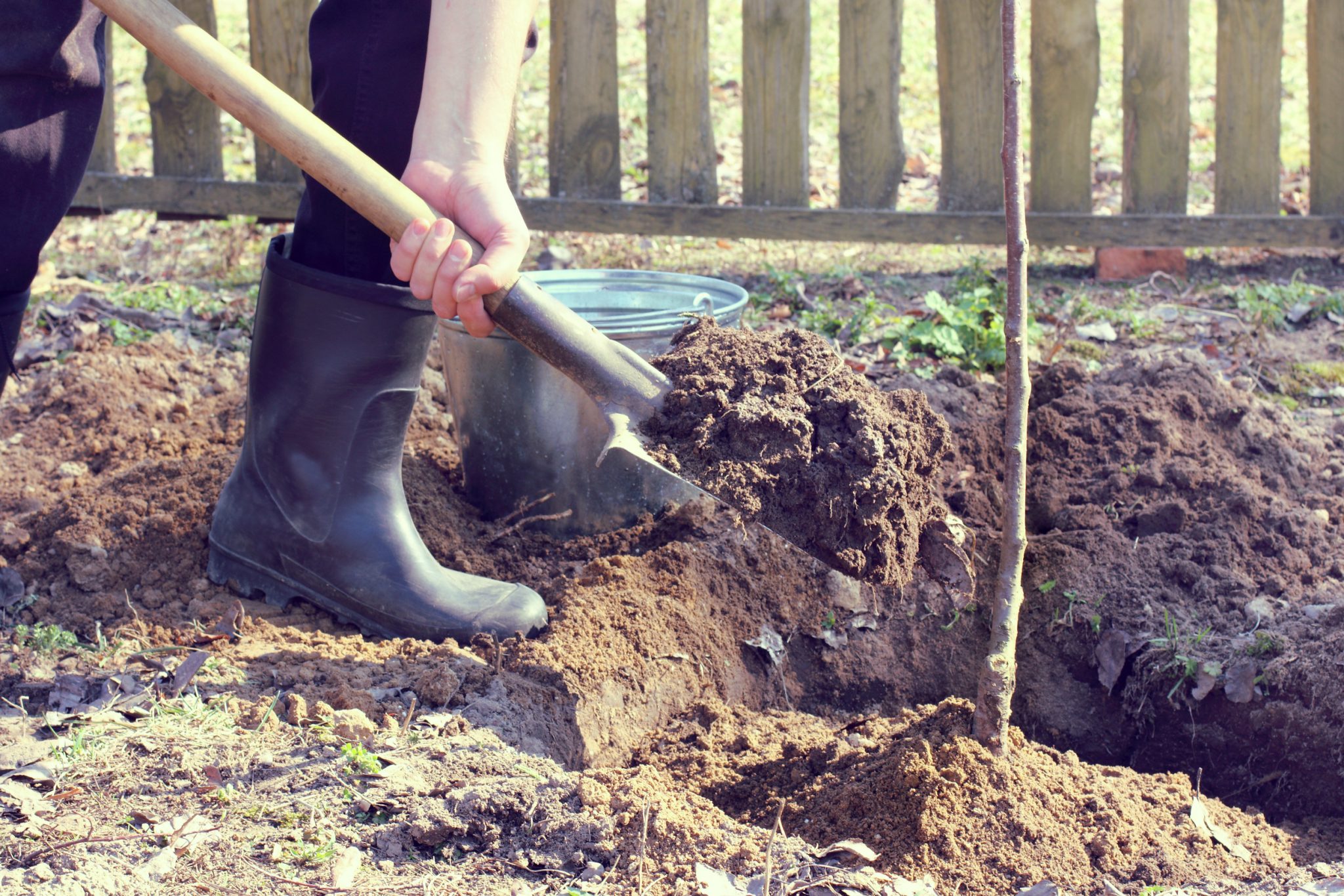 Best Time to Plant Fruit Trees