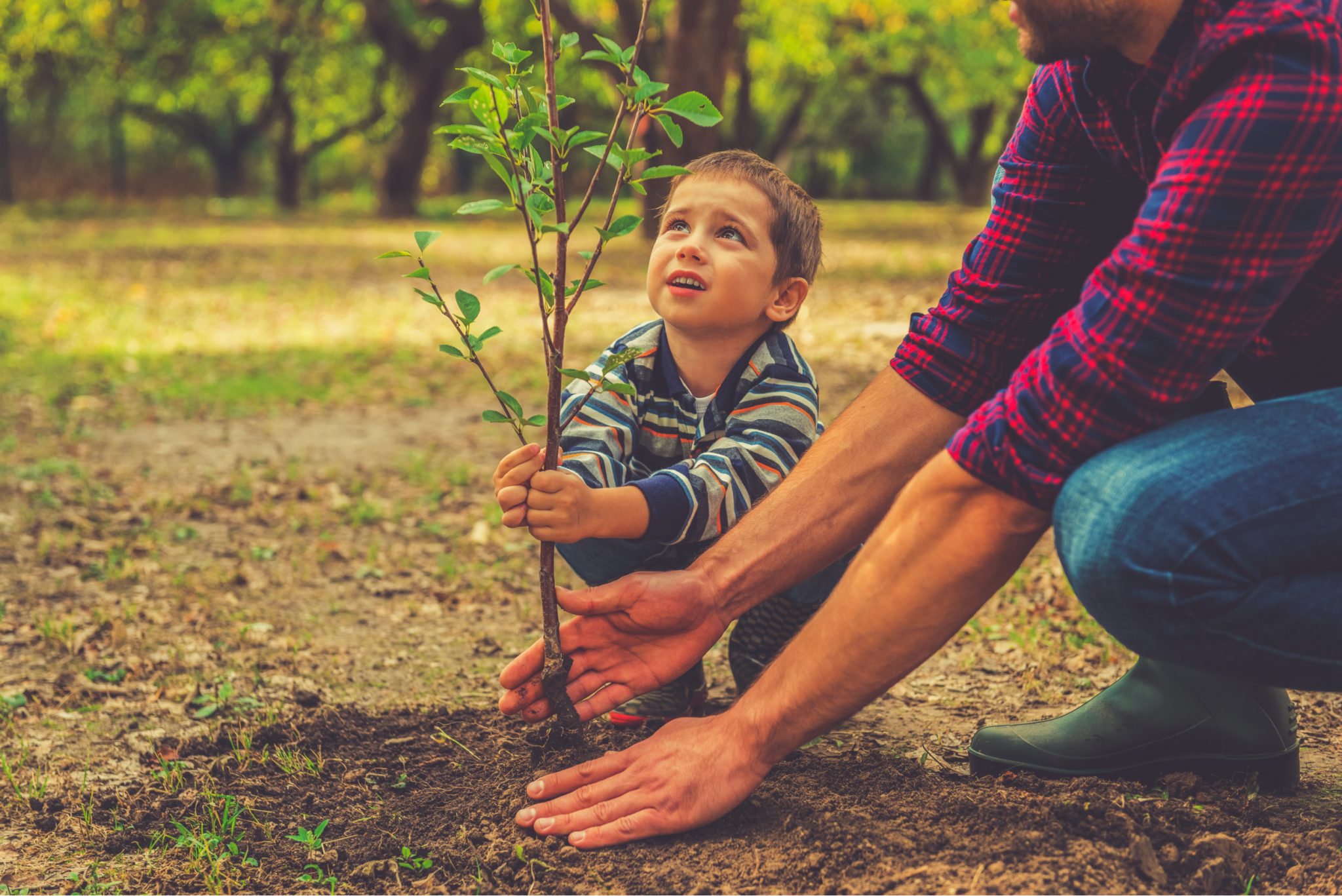 Best Time to Plant Trees in Southern California