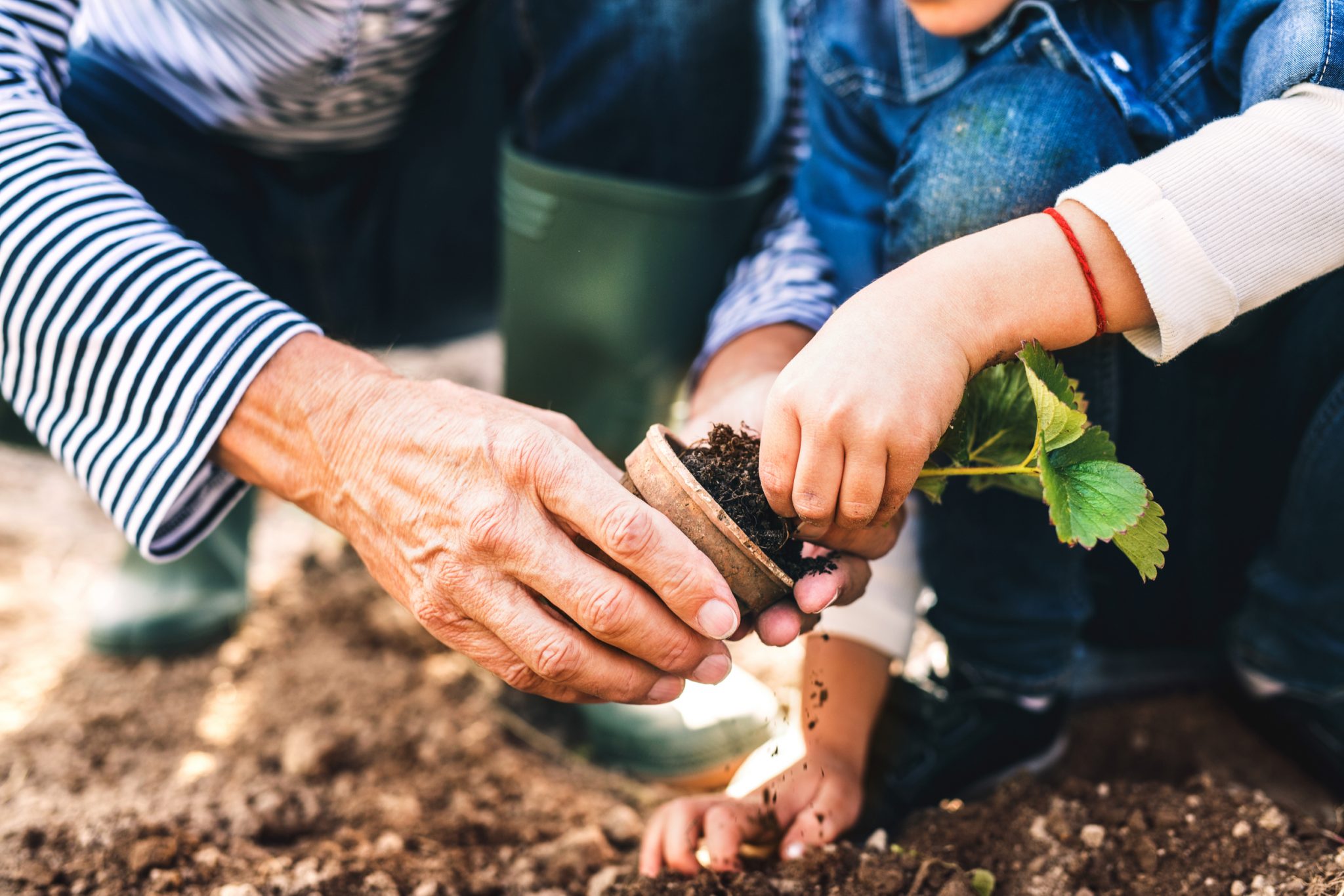 Common Gardening Questions Answered