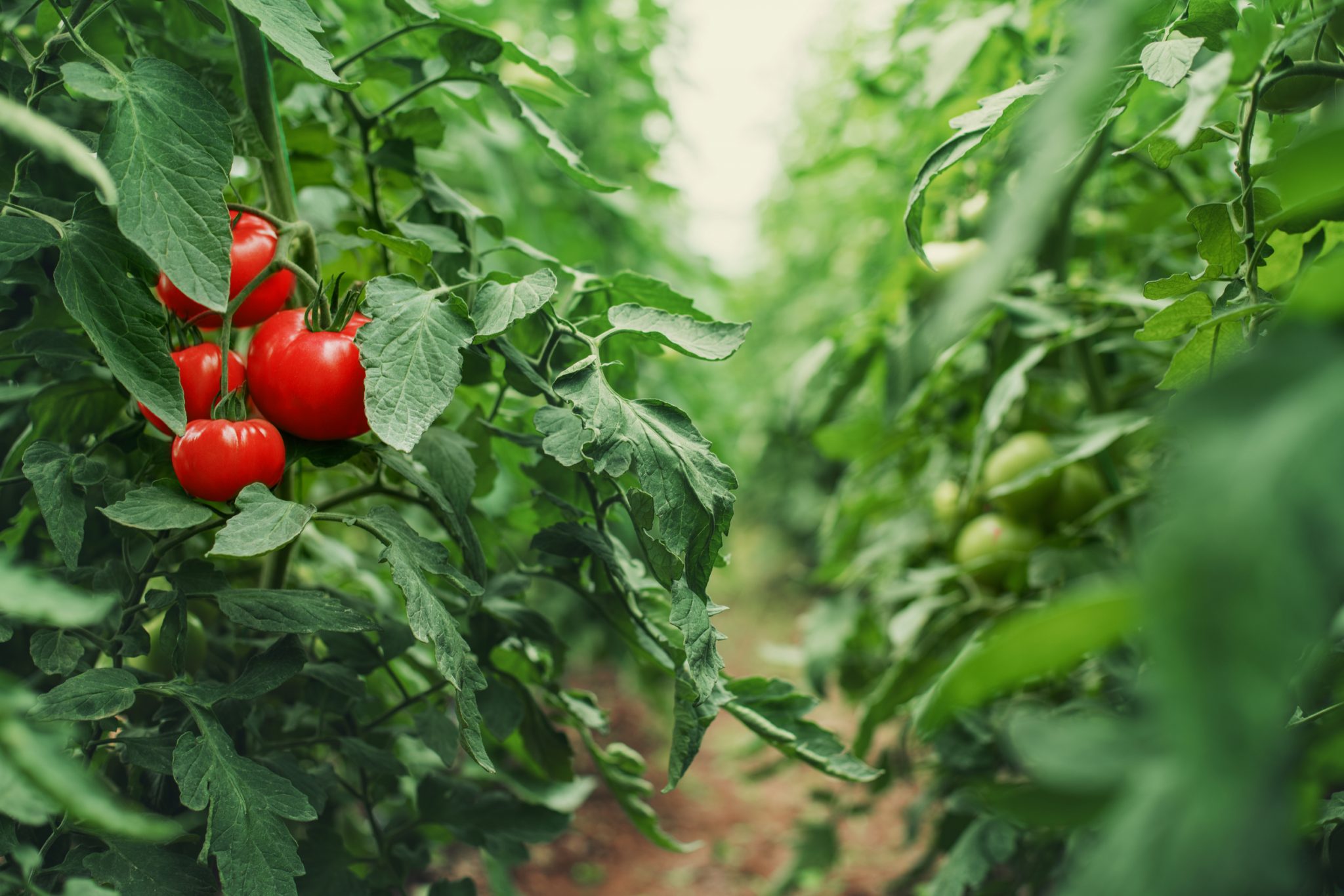 growing tomatoes