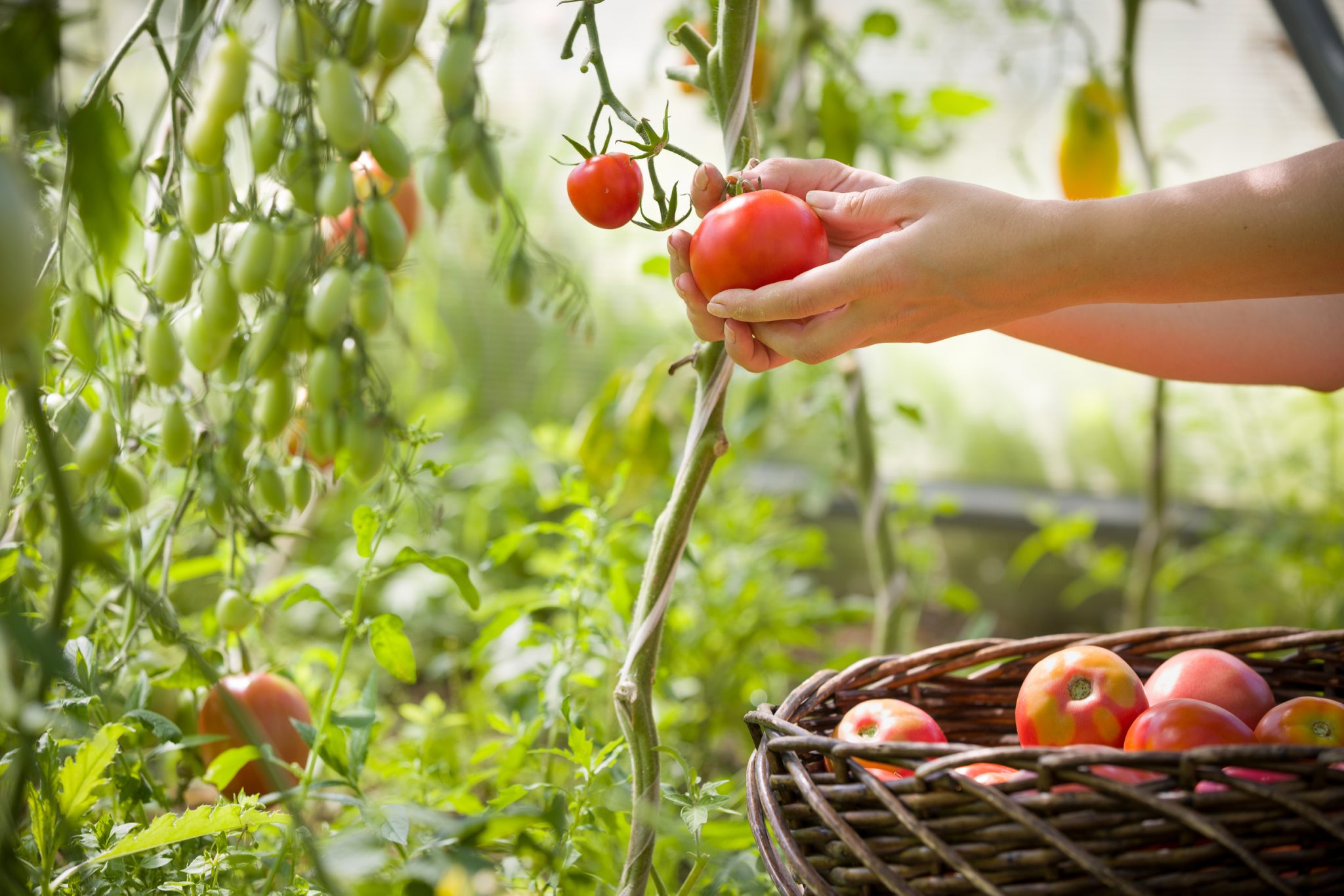 picking tomatoes