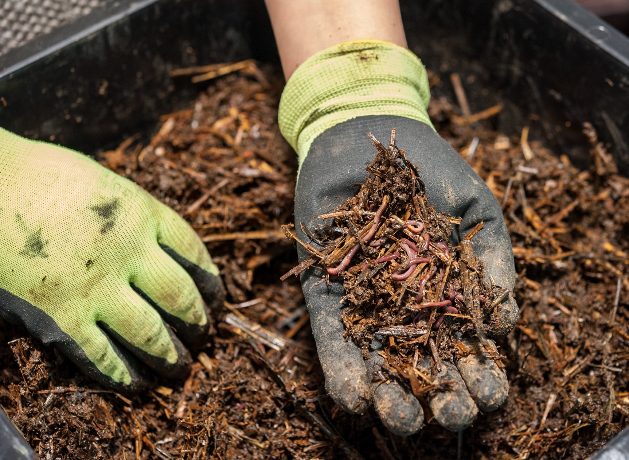 How to Make Compost Tea