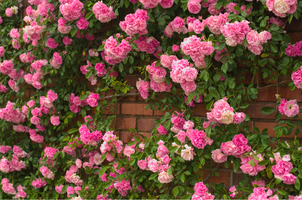 Climbing Flower Bed