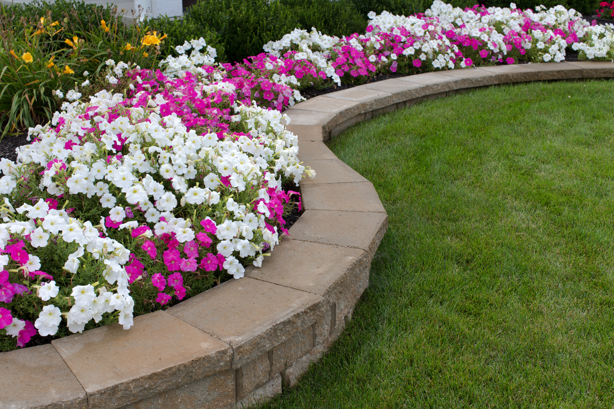 Dichromatic Flower Bed